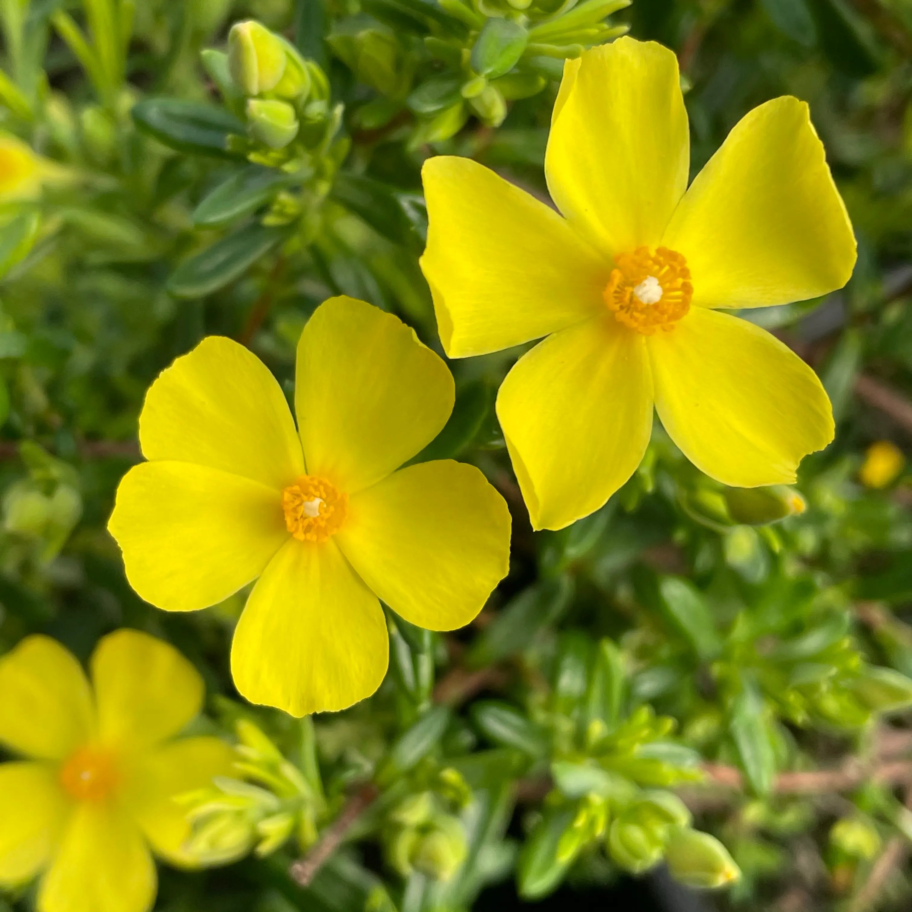 Halimium Libanotis - Faux Ciste Jaune - Volume 3L / 30-40cm