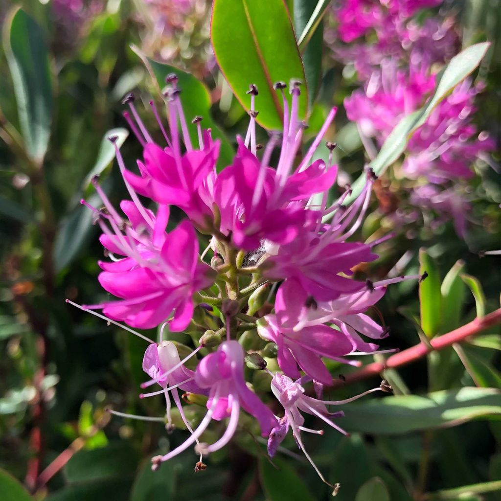 Hebe Wiri Charm - Volume 3L / 30-40cm