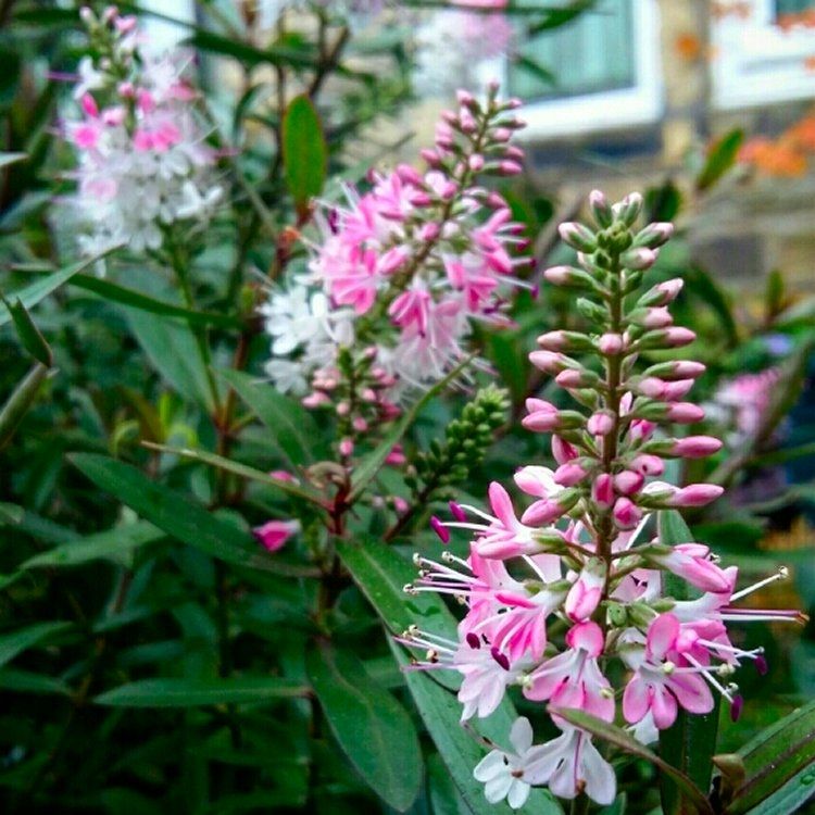 Hebe Nicola's Blush - Volume 3L / 30-40cm