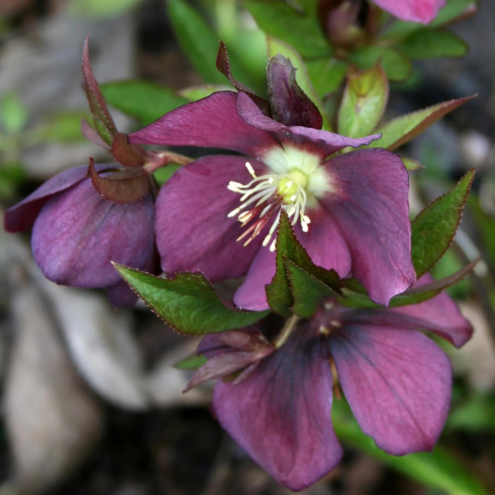 Helleborus Orientalis Metallic Blue - Rose de Carême - Volume 3L / 15-20cm