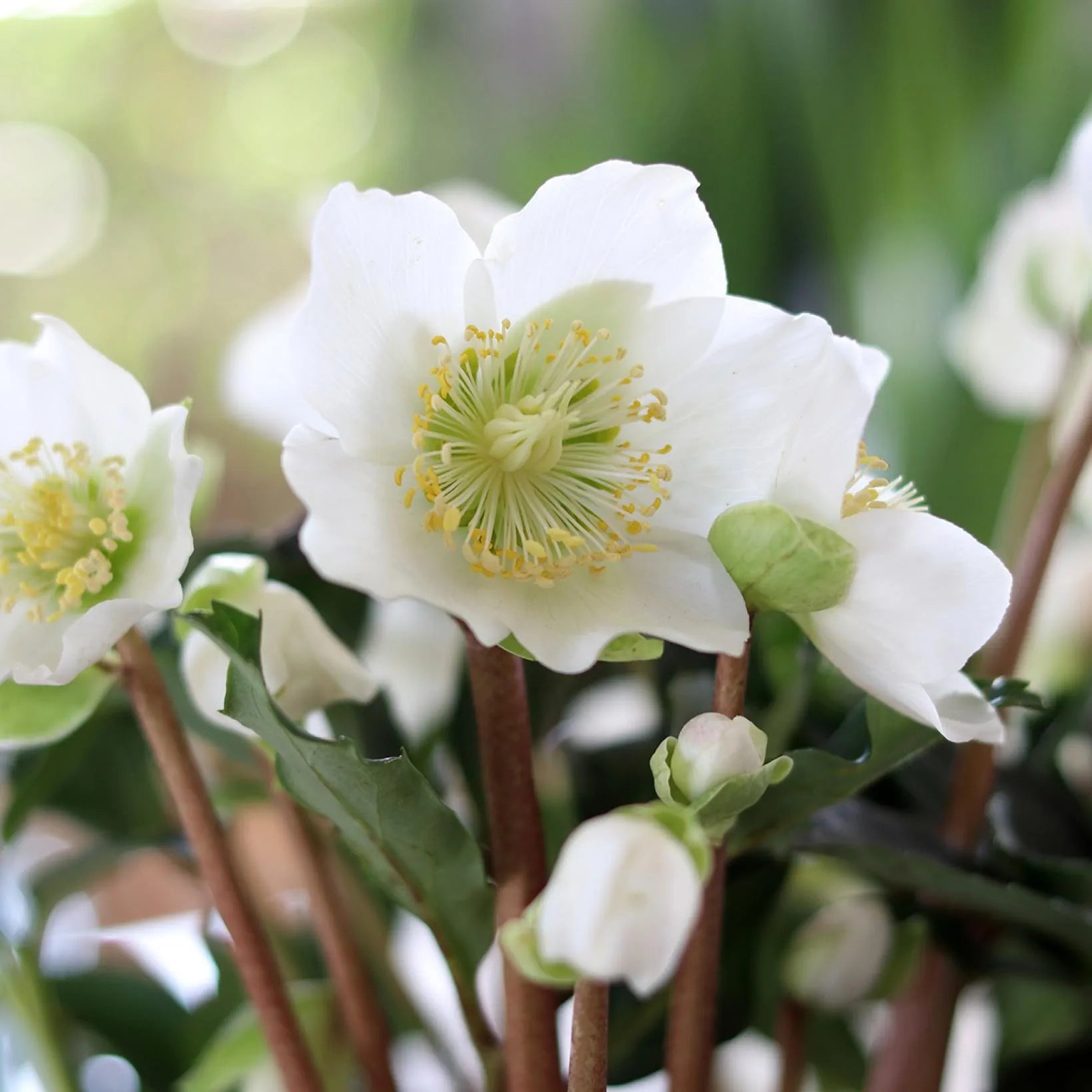 Helleborus niger - Hellébore noir - Volume 3L / 10-20cm