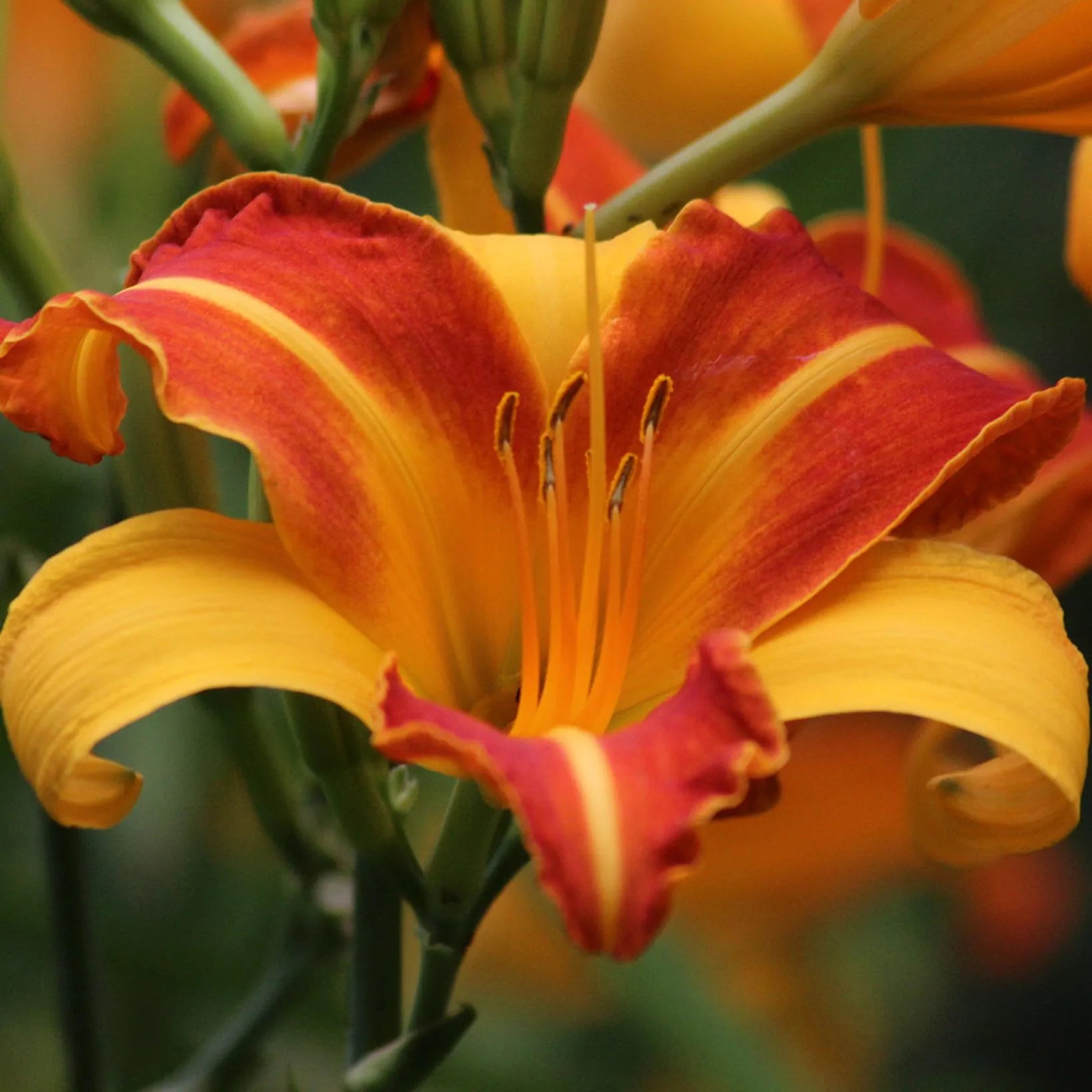 Hemerocallis Frans Hals - Volume 3L / 20-30cm