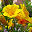 Hemerocallis Stella de Oro - Volume 3L / 20-30cm