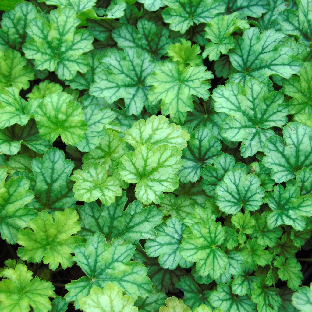 Heuchera Paris - Volume 3L / 15-20cm