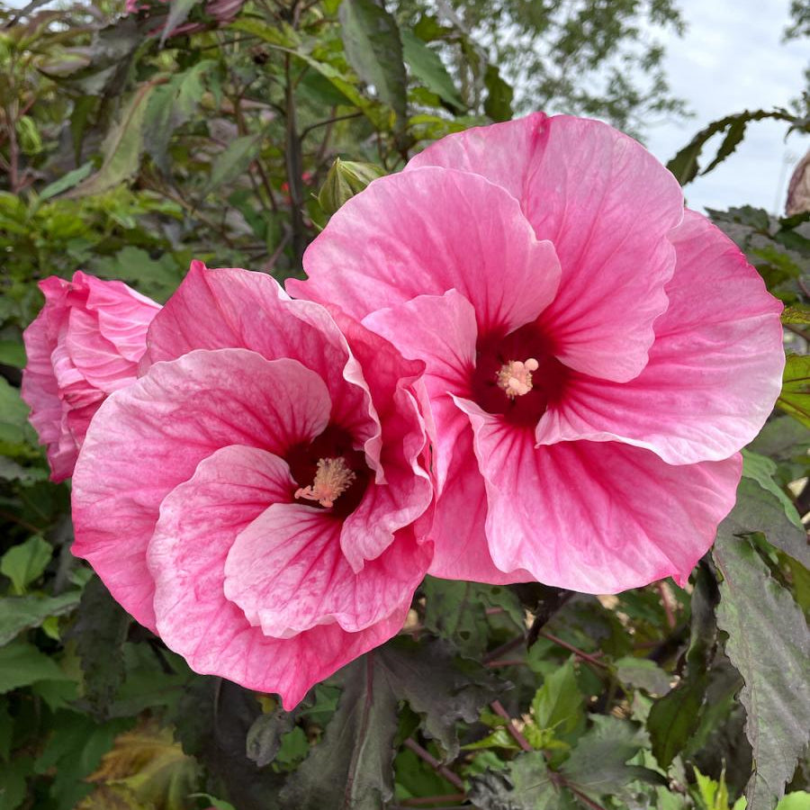 Hibiscus Moscheutos Pink Candy - Hibiscus des Marais - Volume 3L / 30-40cm