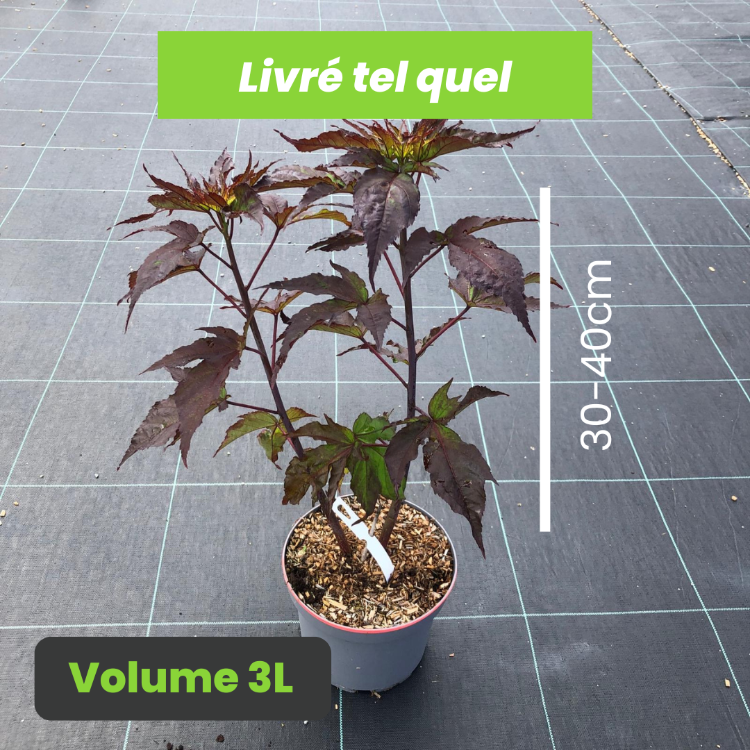 Hibiscus Moscheutos Pink Candy - Hibiscus des Marais - Volume 3L / 30-40cm