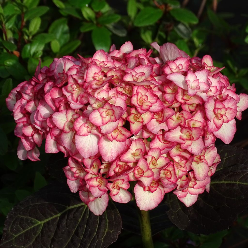 Hydrangea Macrophylla You and Me 'Miss Saori' - Volume 3L / 30-40cm
