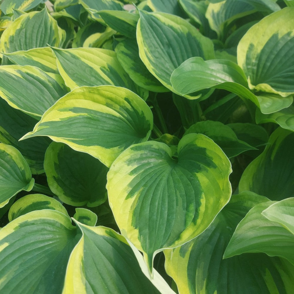Hosta Twilight - Funkia Twilight - Volume 3L / 15-20cm