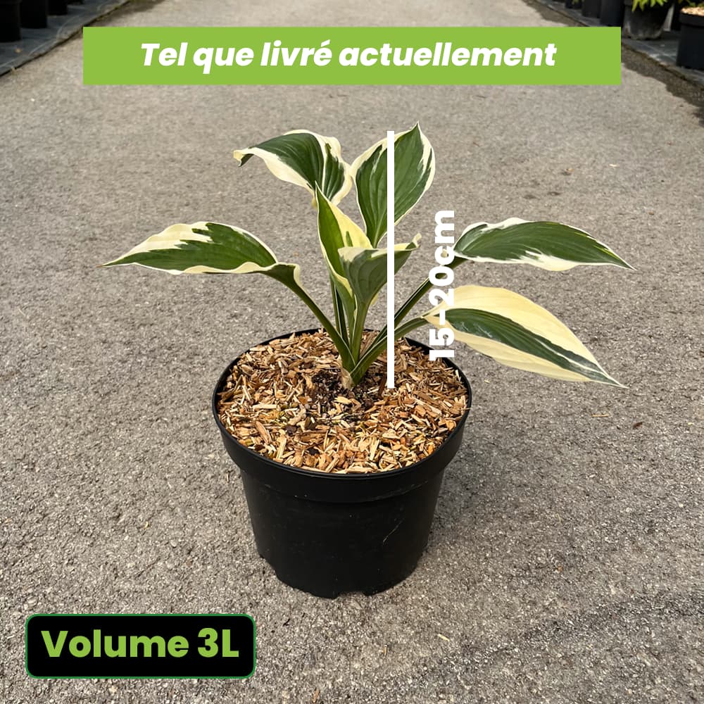 Hosta x Patriot - Volume 3L / 15-20cm