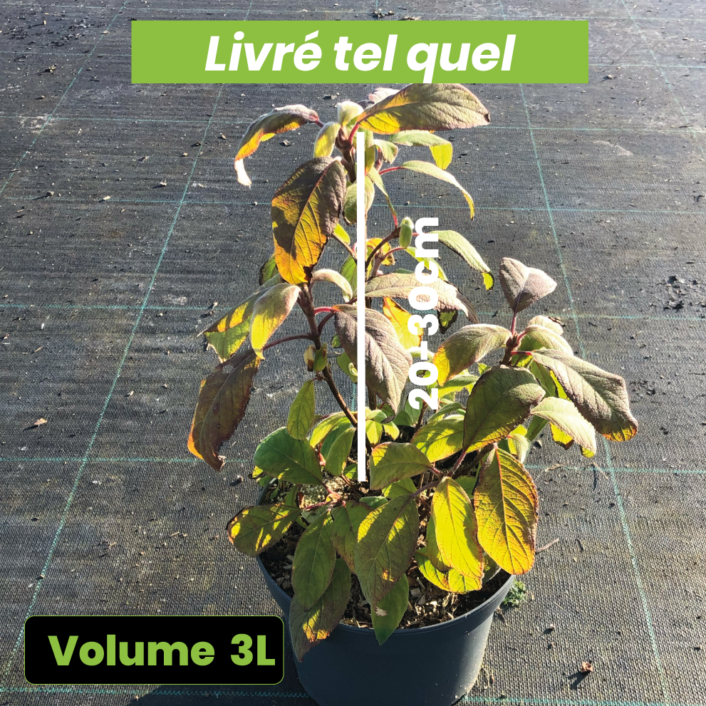 Hydrangea Arborea Aspera Villosa - Hortensia Velu - Volume 3L / 20-30cm