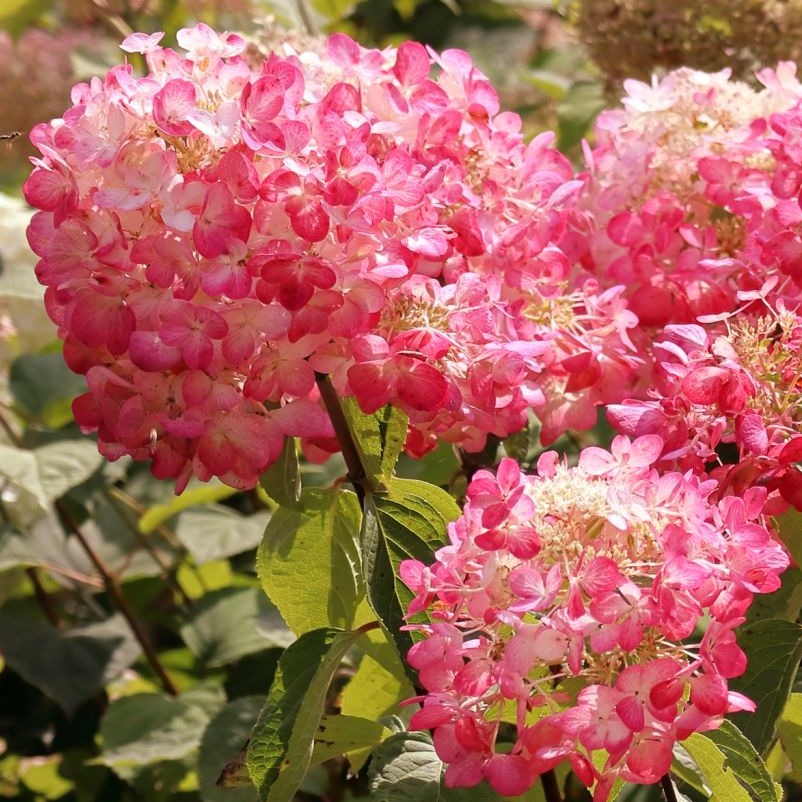 Hydrangea paniculata "Framboisine Rensam" - Volume 3L / 40-60cm