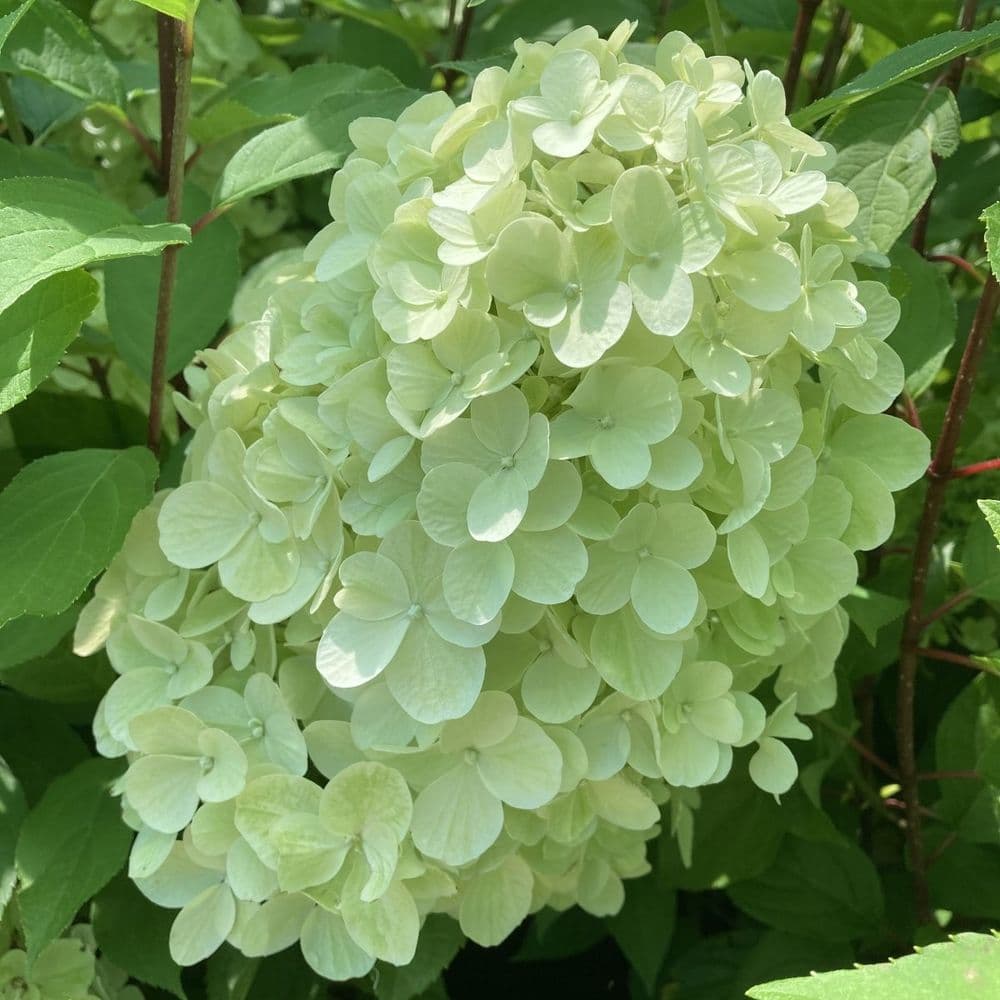 Hydrangea Paniculata Hercules - Hortensia Paniculé Hercules - Volume 4L / 40-60cm