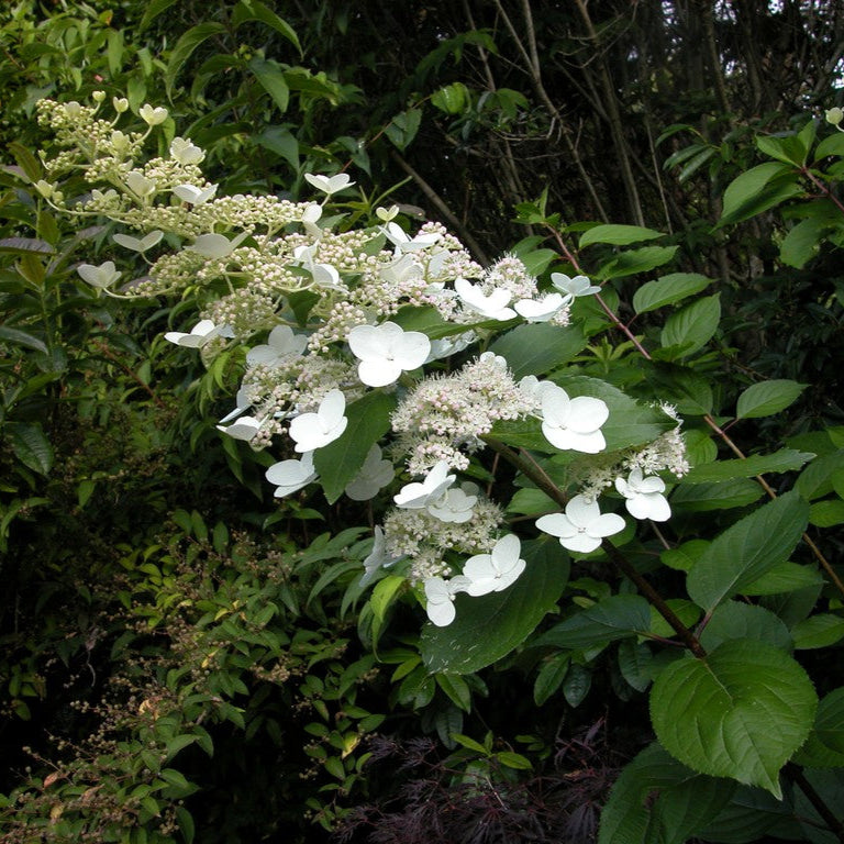 Hydrangea Paniculata Kyushu - Hortensia des montagnes - Volume 4L / 40-60cm