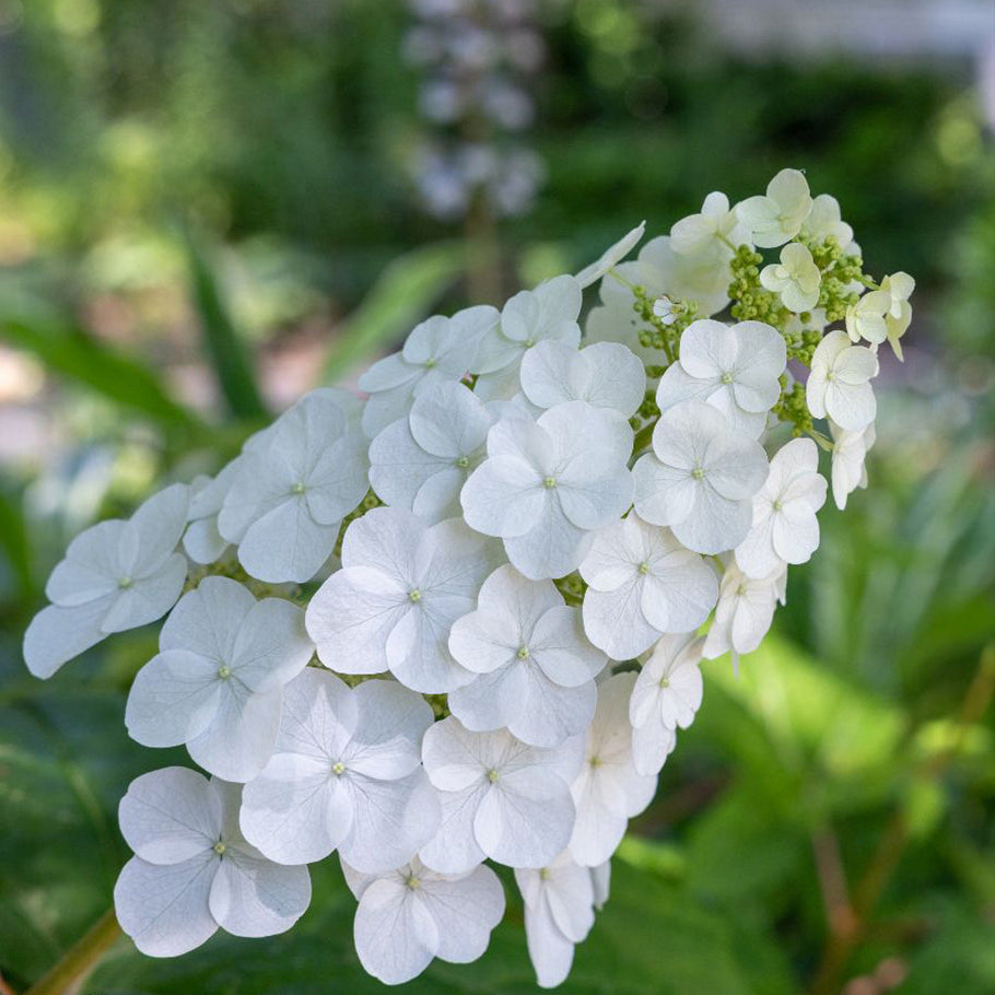 Hydrangea Quercifolia Jetstream - Hortensia à feuilles de chêne - Volume 3L / 30-50cm