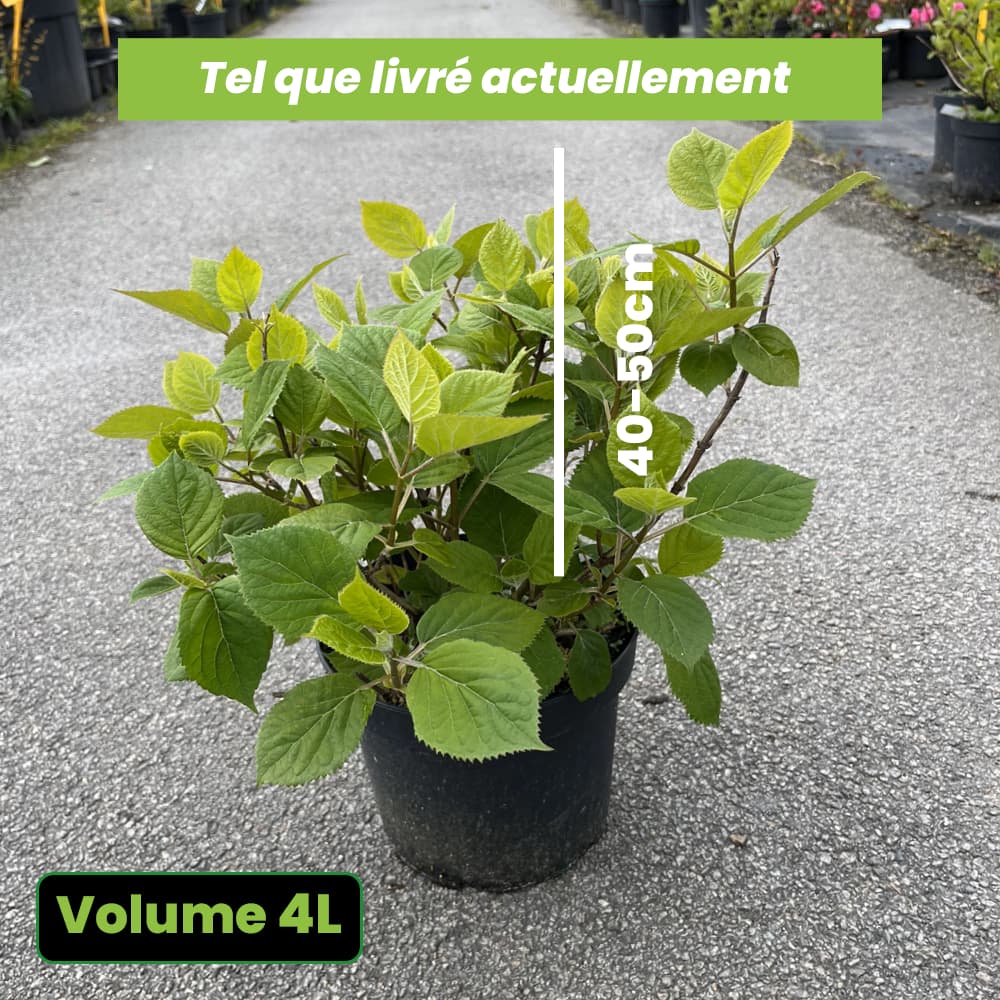 Hydrangea arborescens Lime Rickey - Volume 4L / 40-50cm