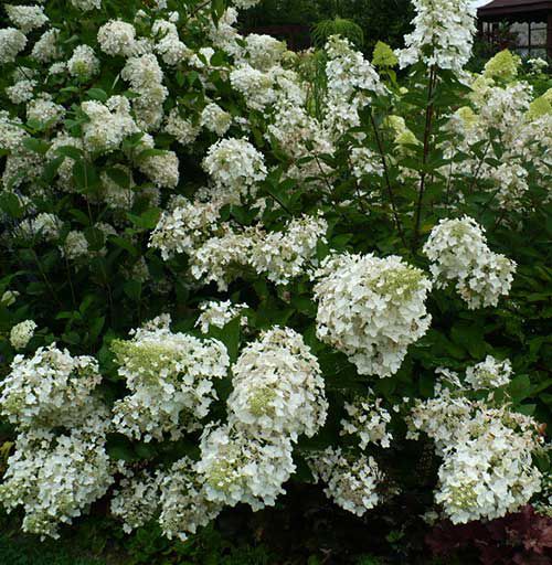 Hydrangea paniculata Dentelle de Gorron - Hortensia Paniculé - Volume 3L / 40-60cm