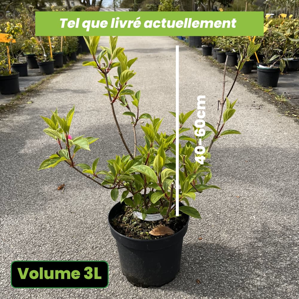 Hydrangea paniculata Romantic Ace - Volume 3L / 40-60cm