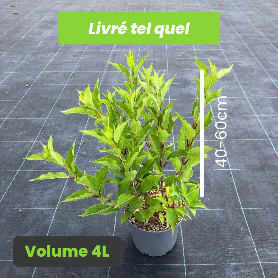 Hydrangea Paniculata Kyushu - Hortensia des montagnes - Volume 4L / 40-60cm