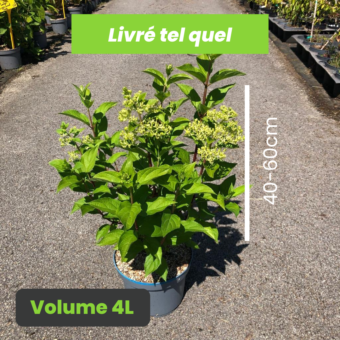 Hydrangea Paniculata Hercules - Hortensia Paniculé Hercules - Volume 4L / 40-60cm