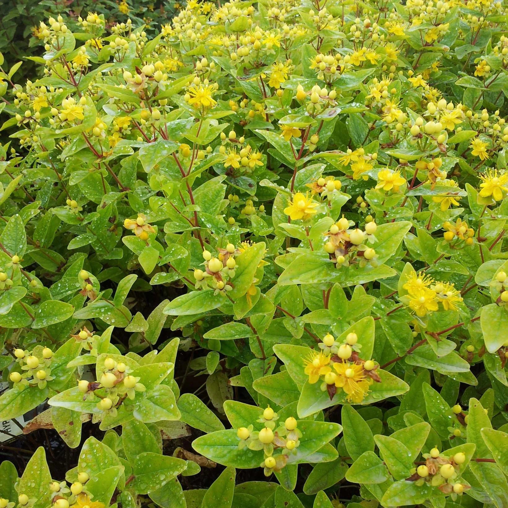 Hypericum Magical Sunshine - Millepertuis - Volume 3L / 30-50cm