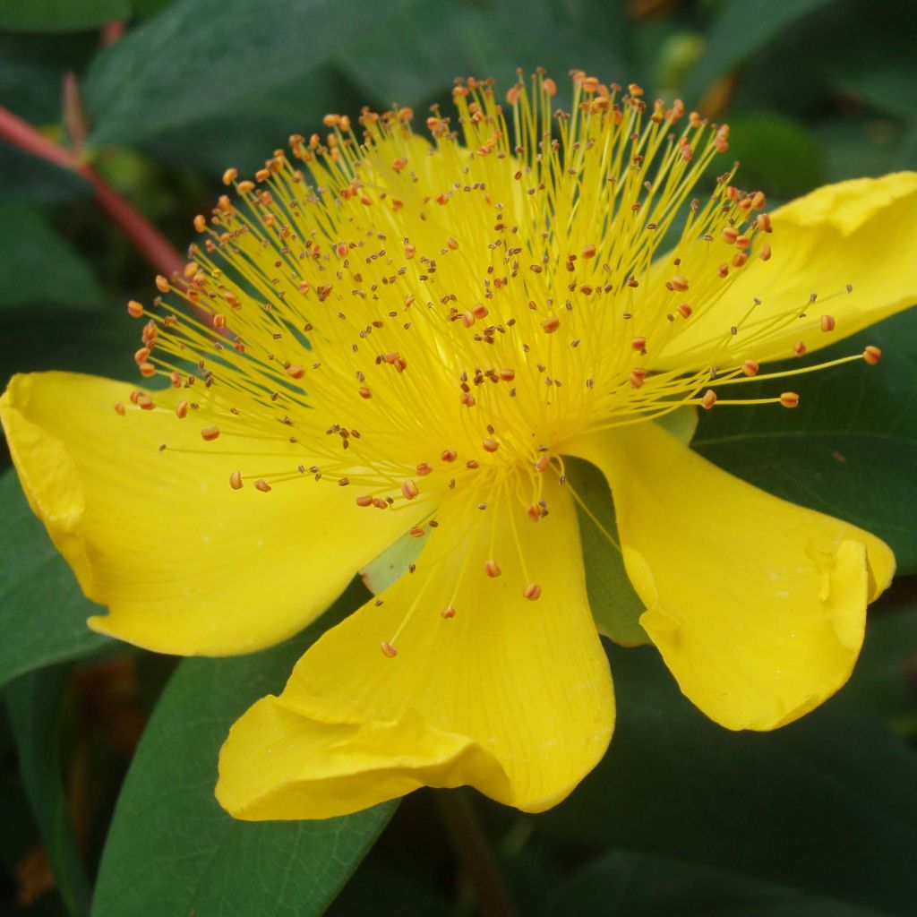 Hypericum Calycinum - Millepertuis - Volume 3L / 20-30cm