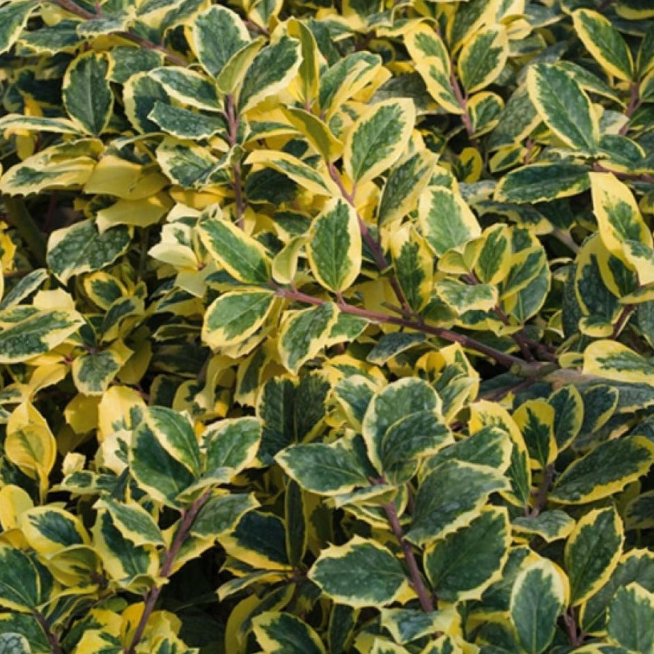 Ilex Golden King - Houx - Volume 3L / 30-40cm