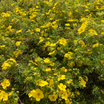 Potentilla x Goldfinger - Potentille arbustive Goldfinger - Volume 3L / 30-40cm