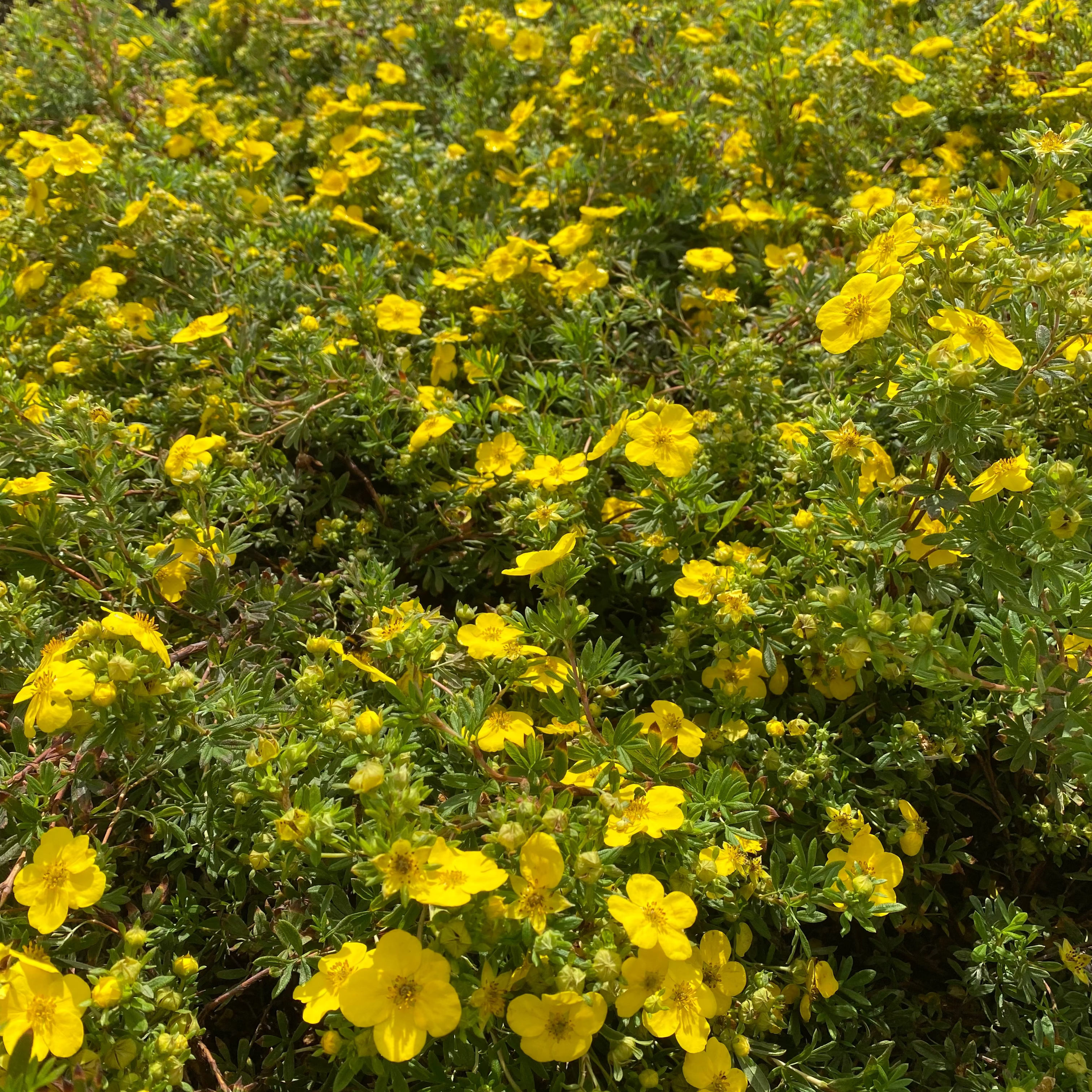 Potentilla x Goldfinger - Potentille arbustive Goldfinger - Volume 3L / 30-40cm