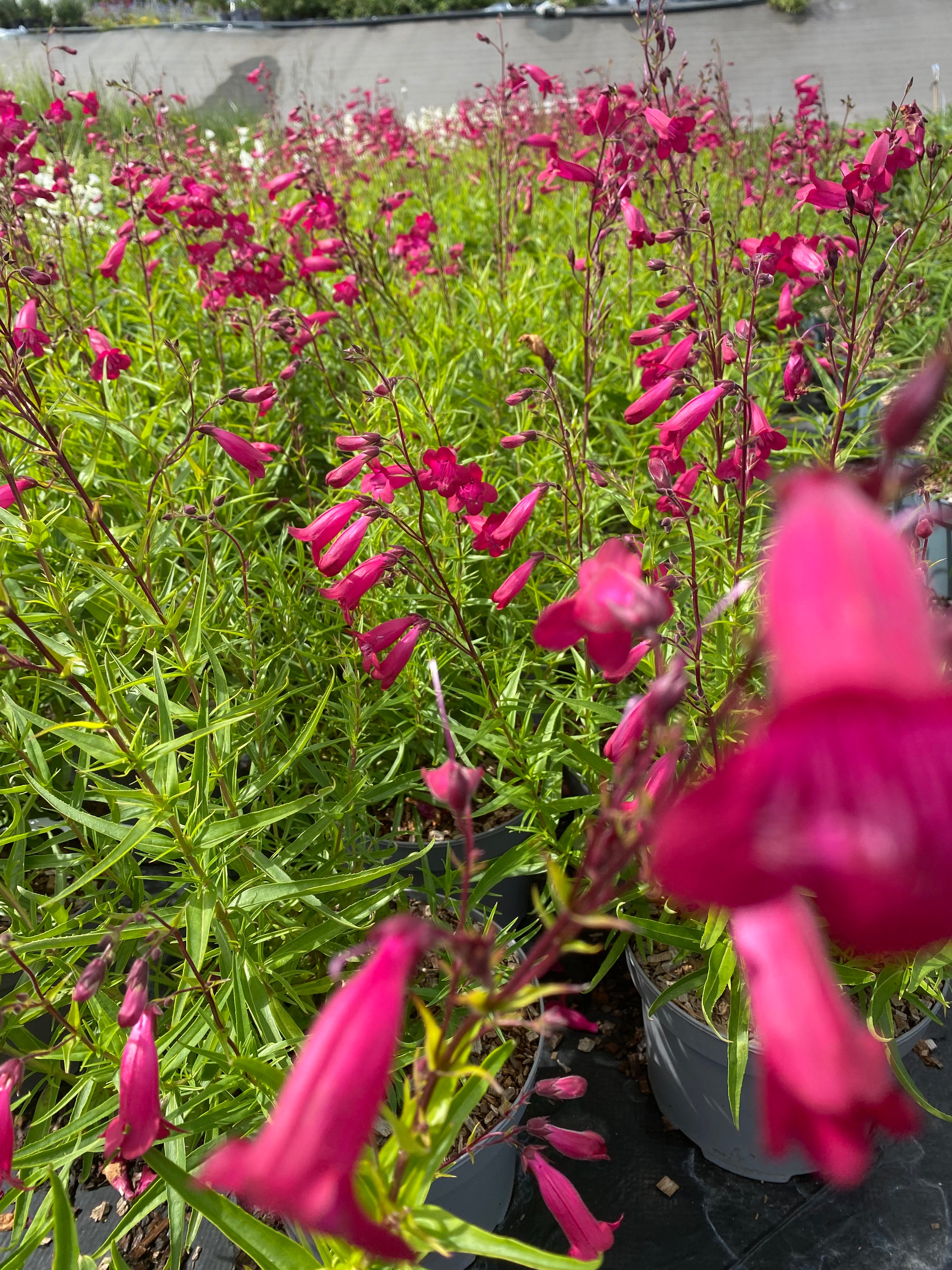 Penstemon garnet - Volume 3L / 30-50cm