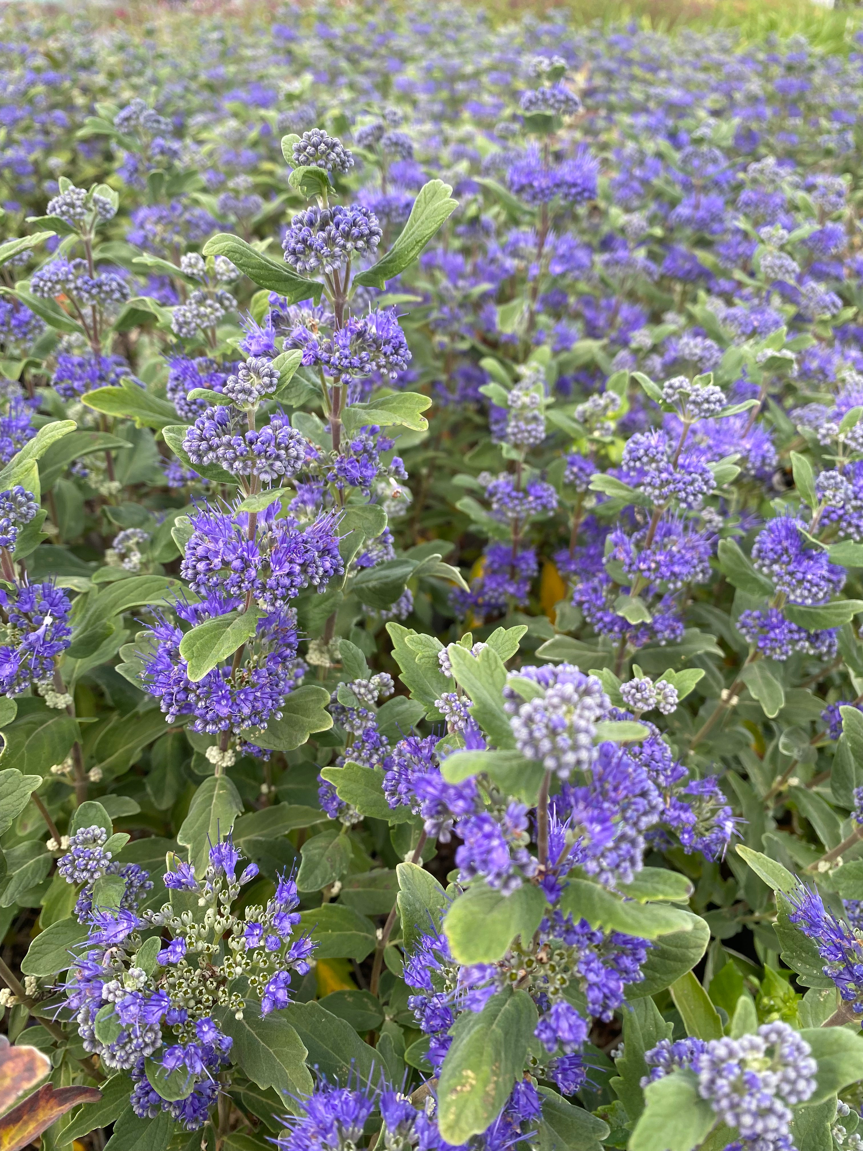 Caryopteris Clandonensis Grand Bleu - Spirée Bleue - Volume 3L / 30-50cm