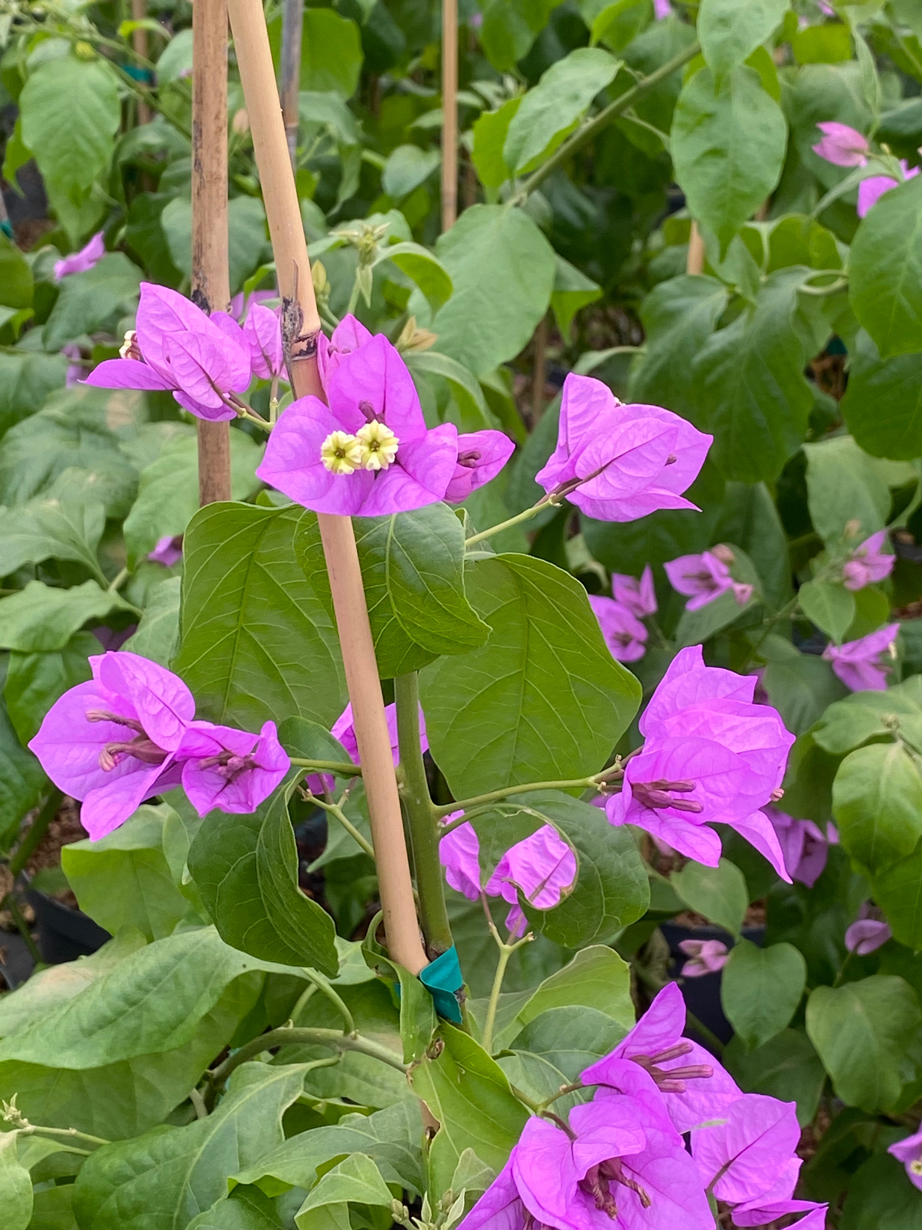 Bougainvillea specto-glabra Violet de Mèze - Volume 5L / 40-50cm