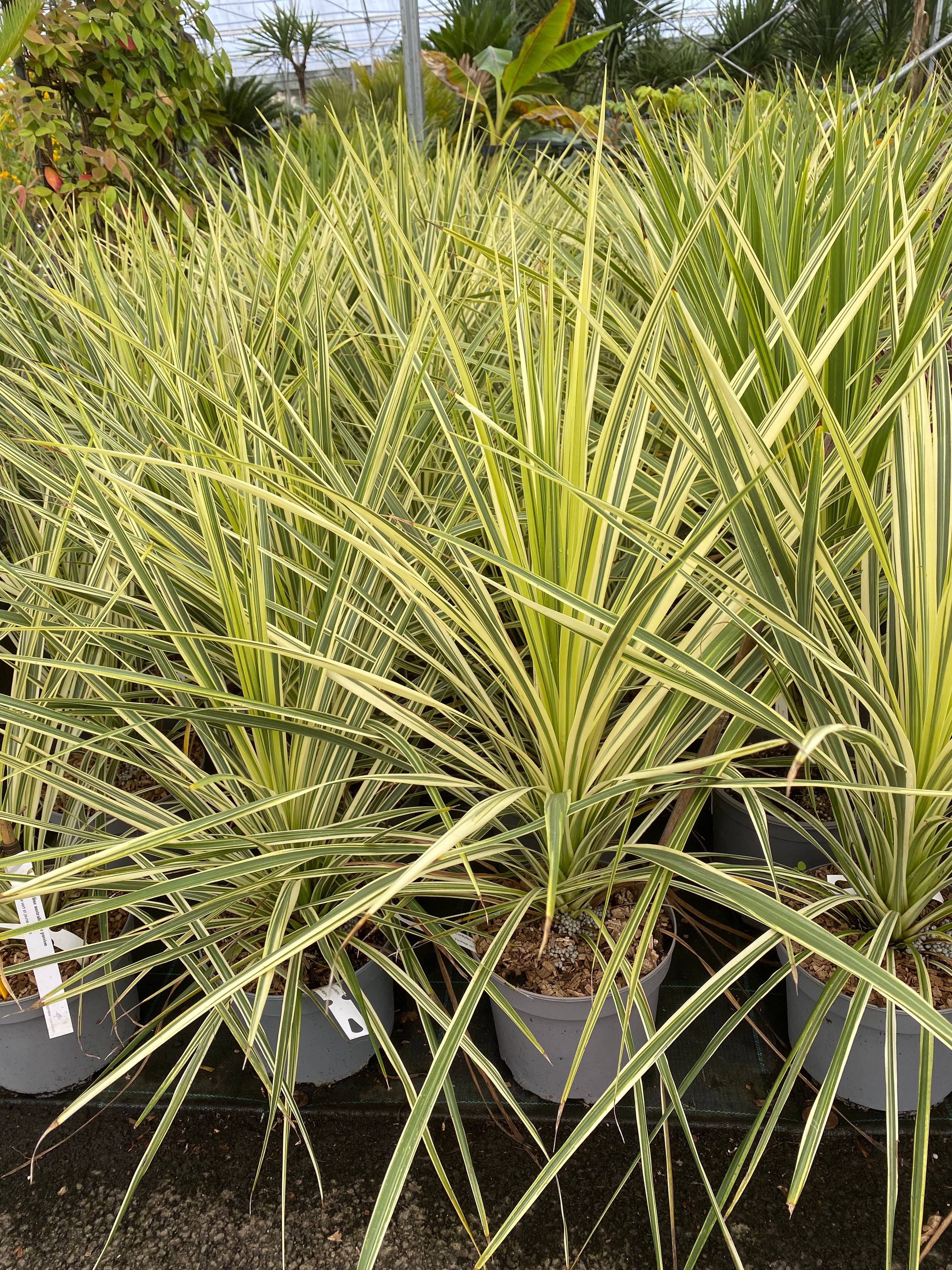 Cordyline Australis Lime Passion - Volume 3L / 30-50cm