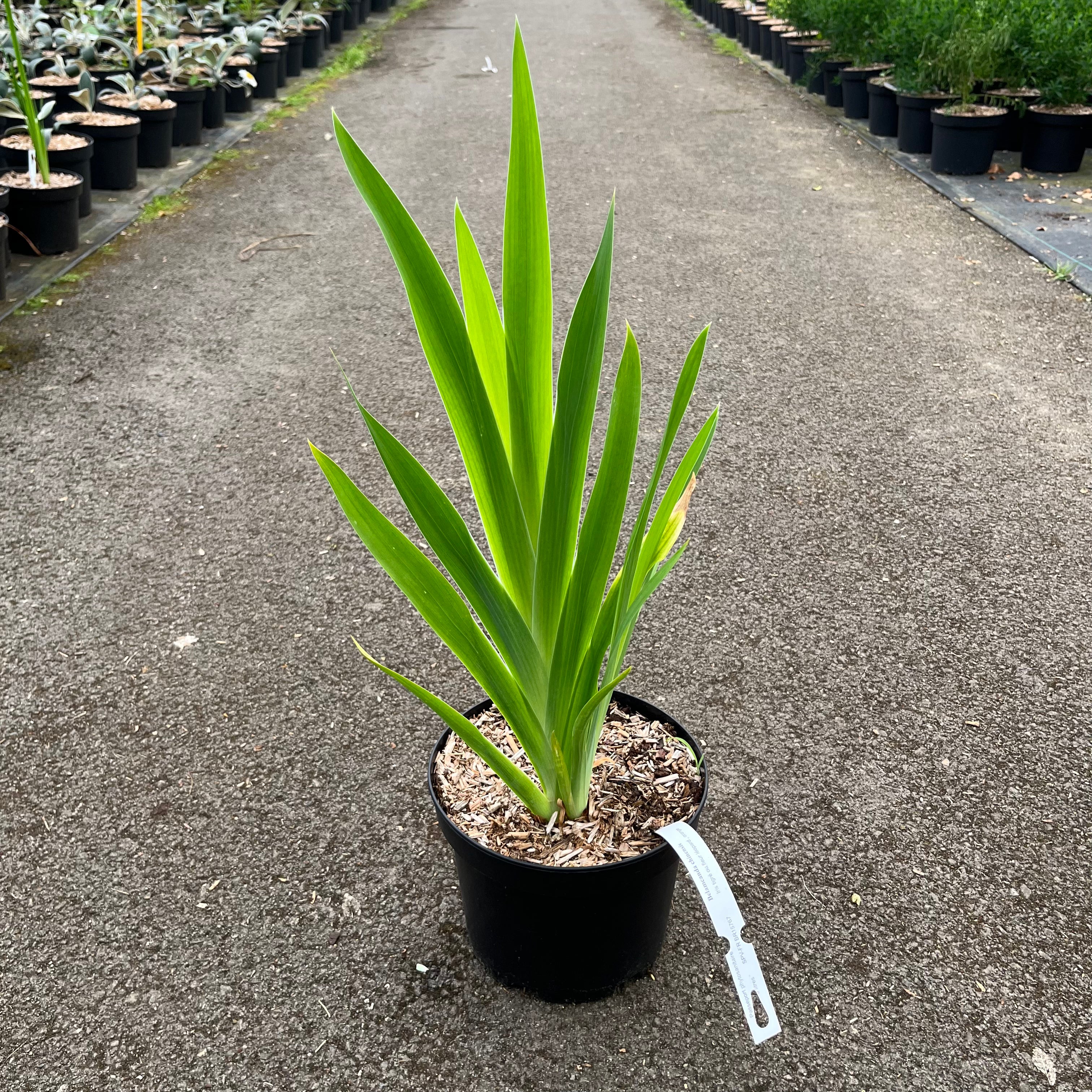 Belamcanda Chinensis - Iris Tigré - Fleur de Léopard - Volume 3L / 30-50cm