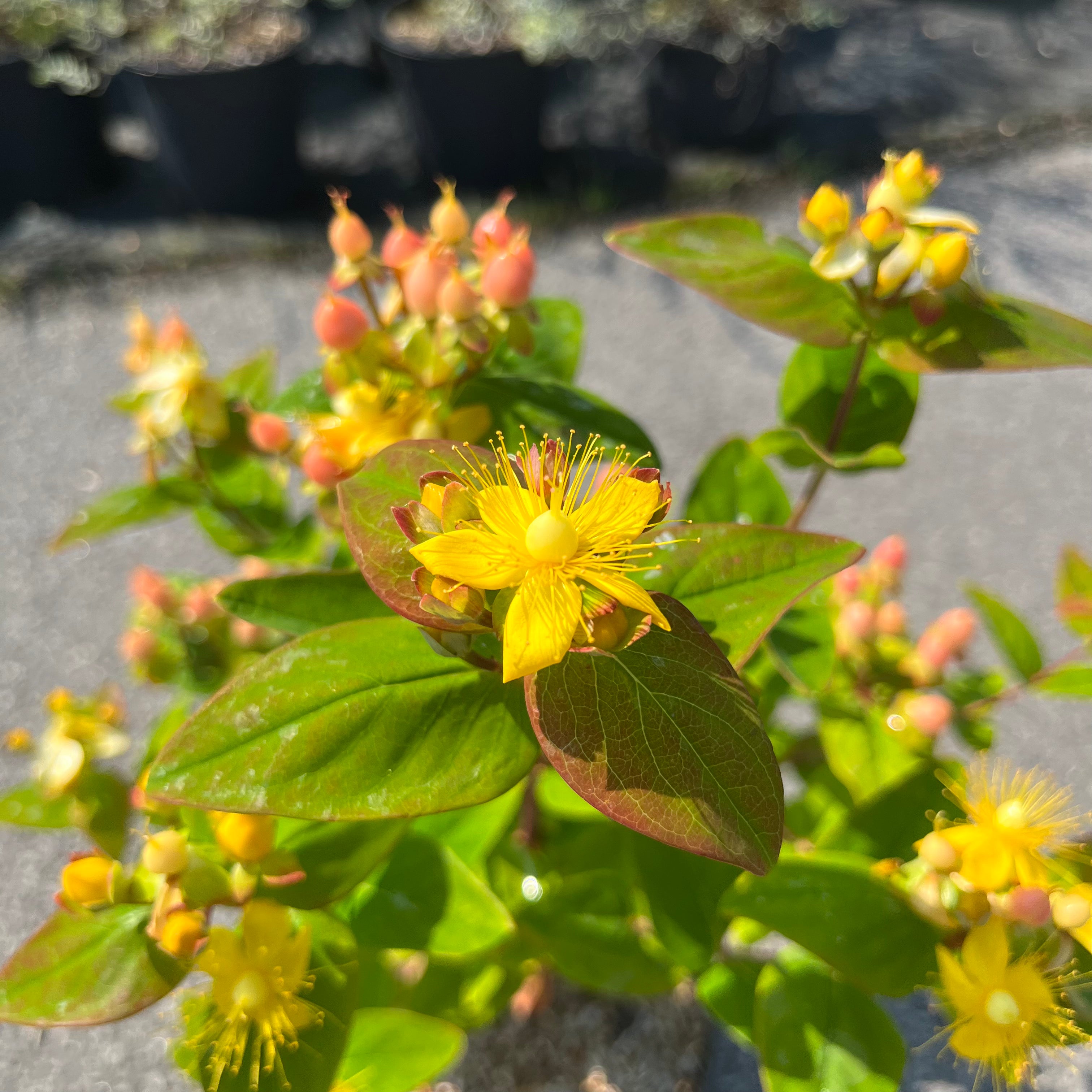 Hypericum Inodorum Magical Beauty - Millepertuis - Volume 3L / 30-50cm