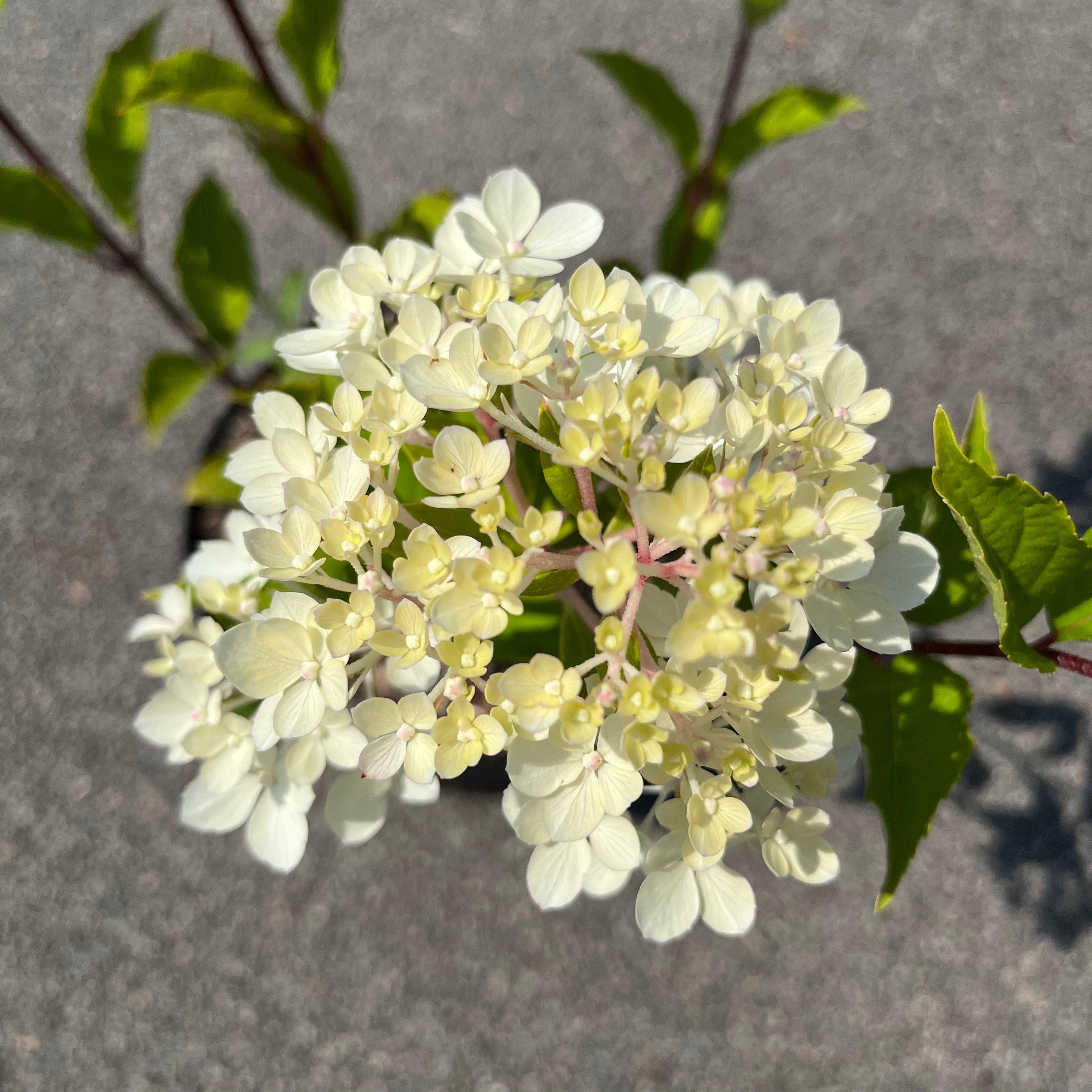 Hydrangea Paniculata Vanille Fraise - Hortensia Paniculé - Volume 4L / 40-60cm