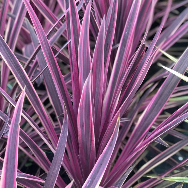 Cordyline Australis Paso Doble - Volume 3L / 30-40cm