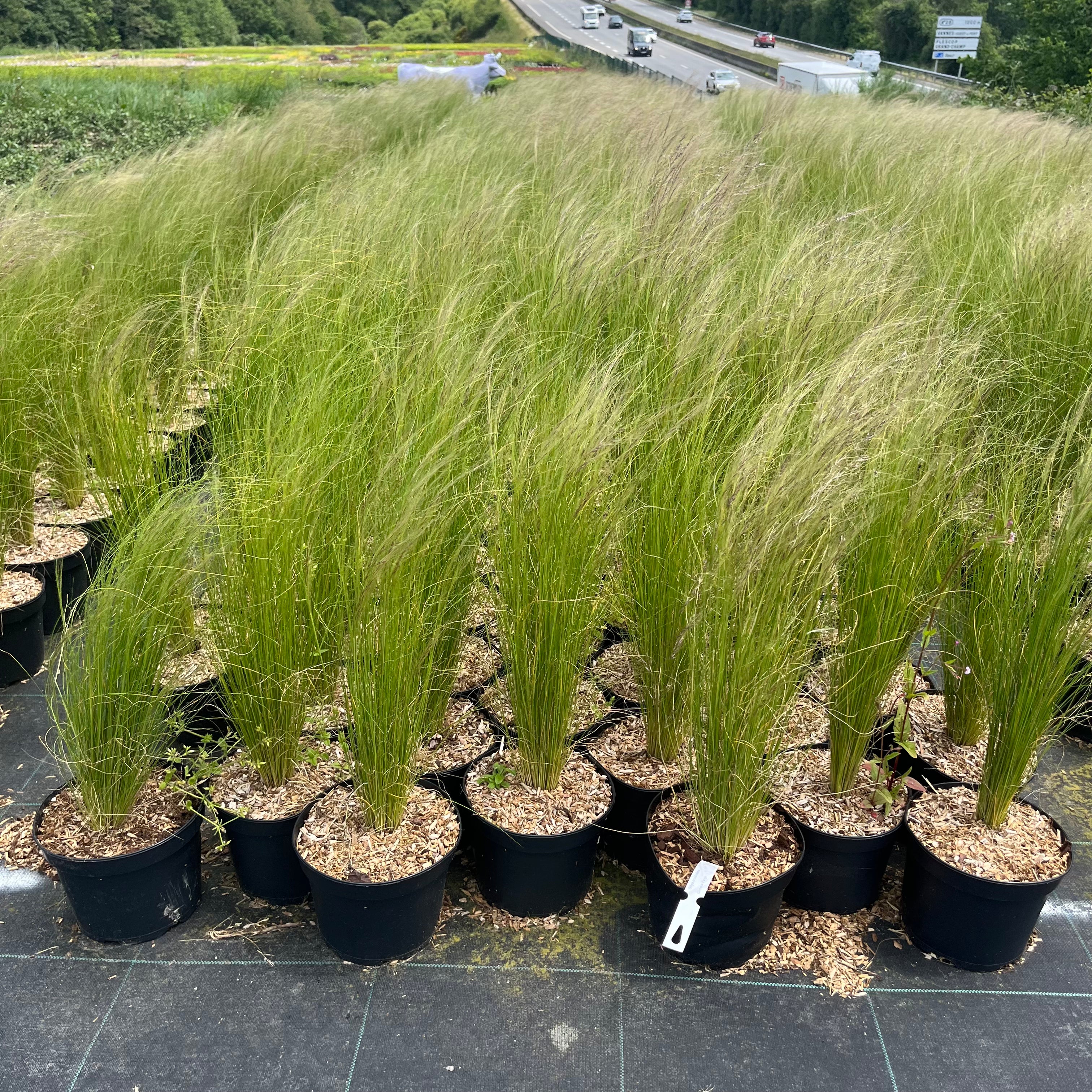 Stipa Tenuissima - Cheveux d'ange - Volume 2L / 20-40cm
