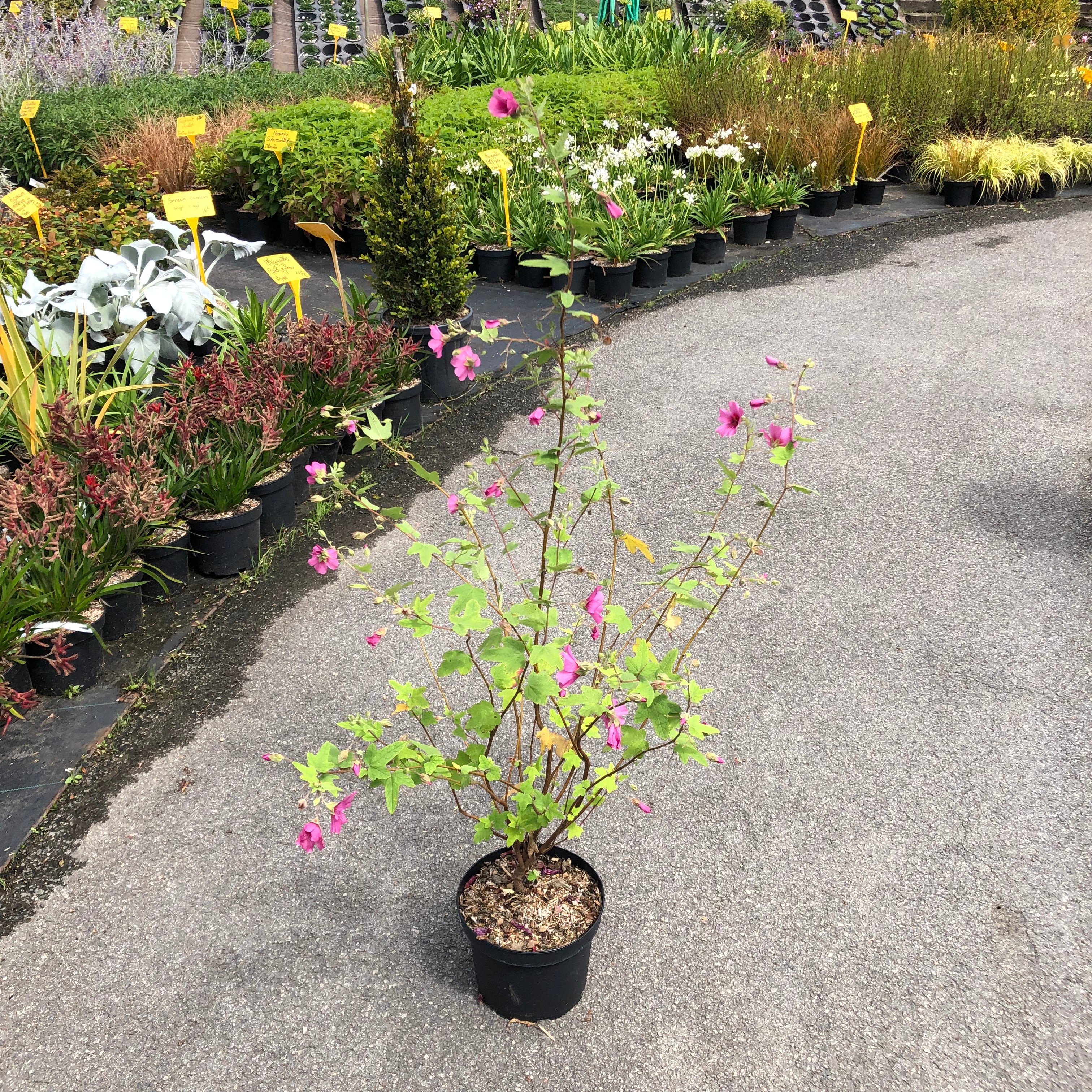 Anisodontea el Rayo - Mauve Arbustive du Cap - Volume 3L / 40-60cm