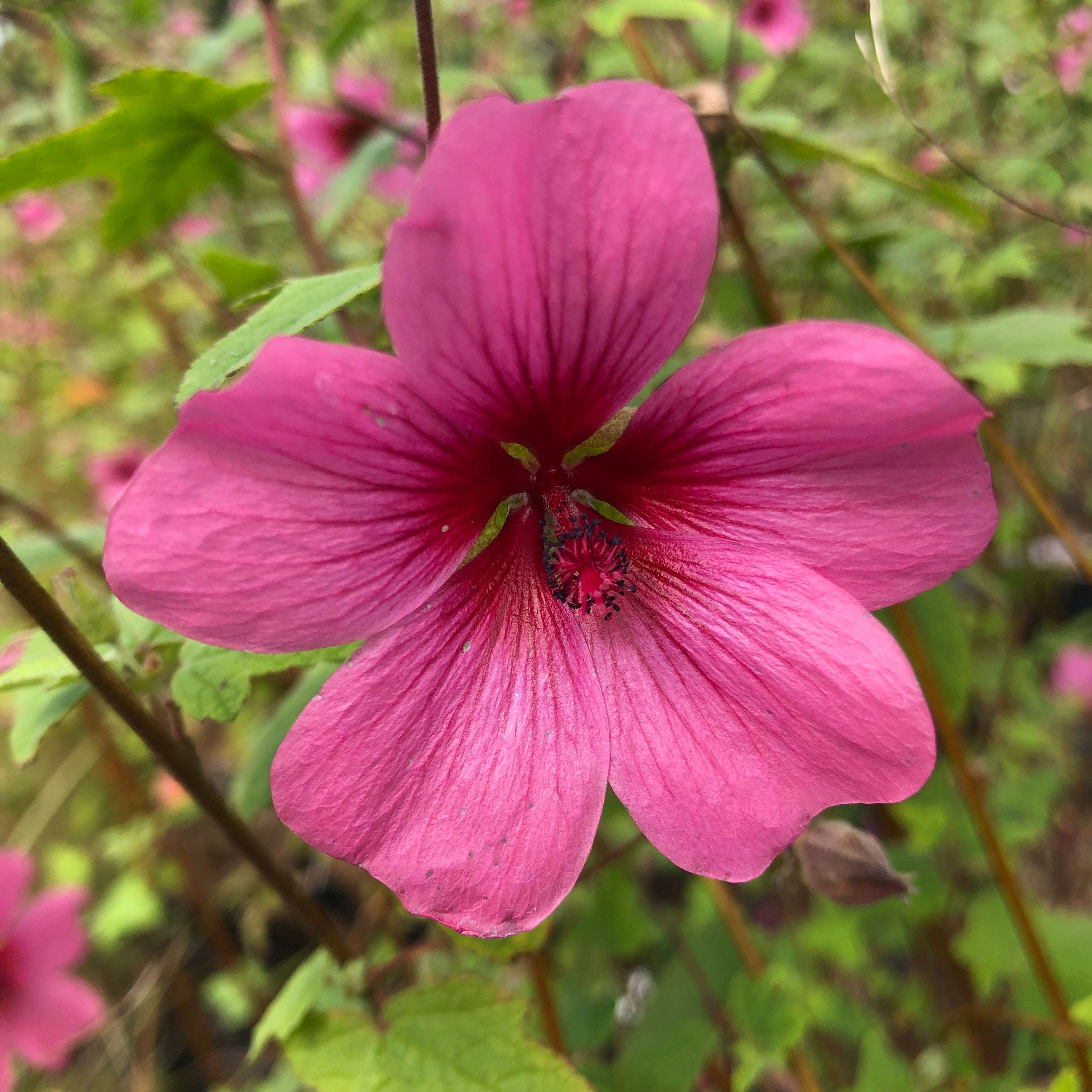 Anisodontea el Rayo - Mauve Arbustive du Cap - Volume 3L / 40-60cm