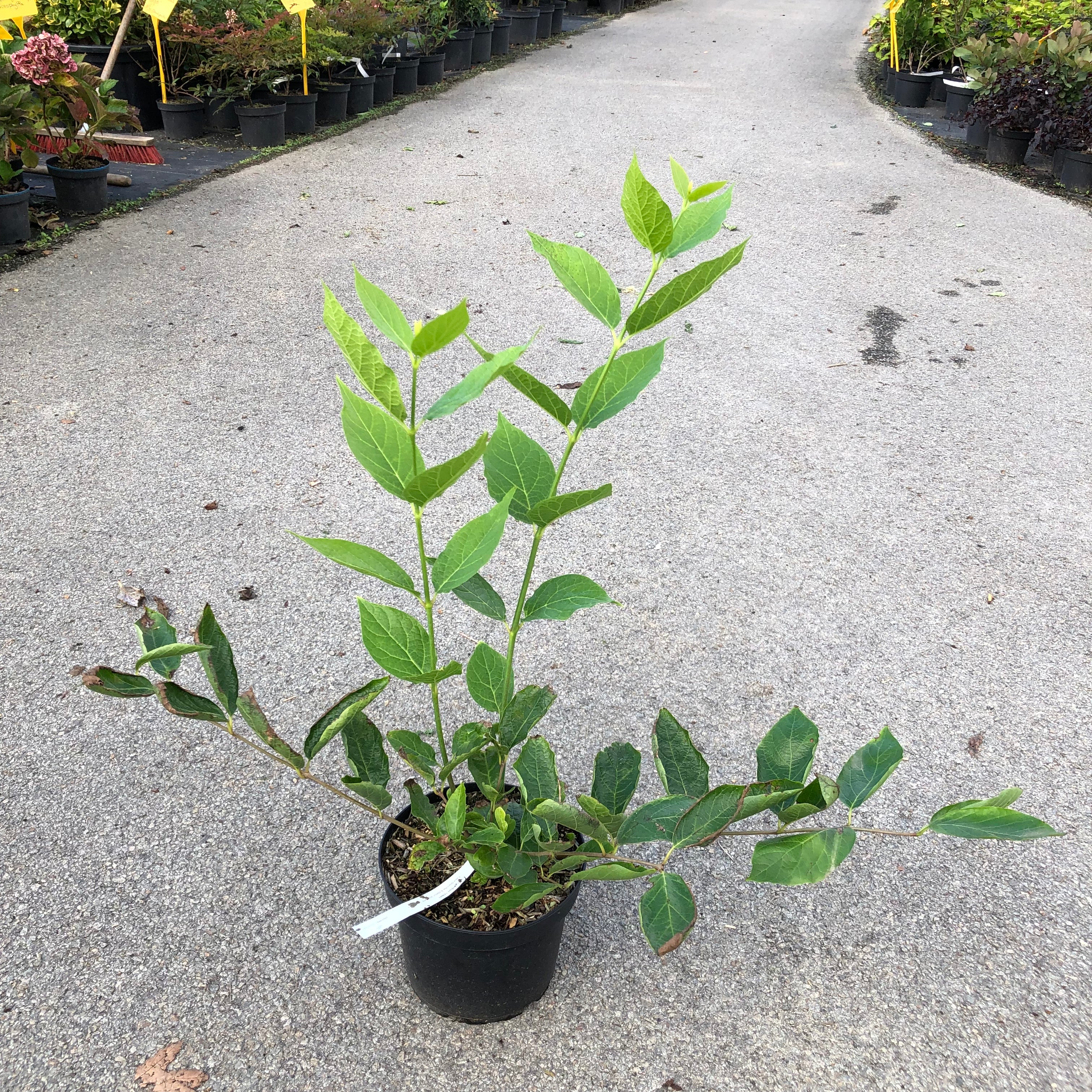 Calycanthus Venus - Arbre aux anémones - Volume 4L / 30-50cm
