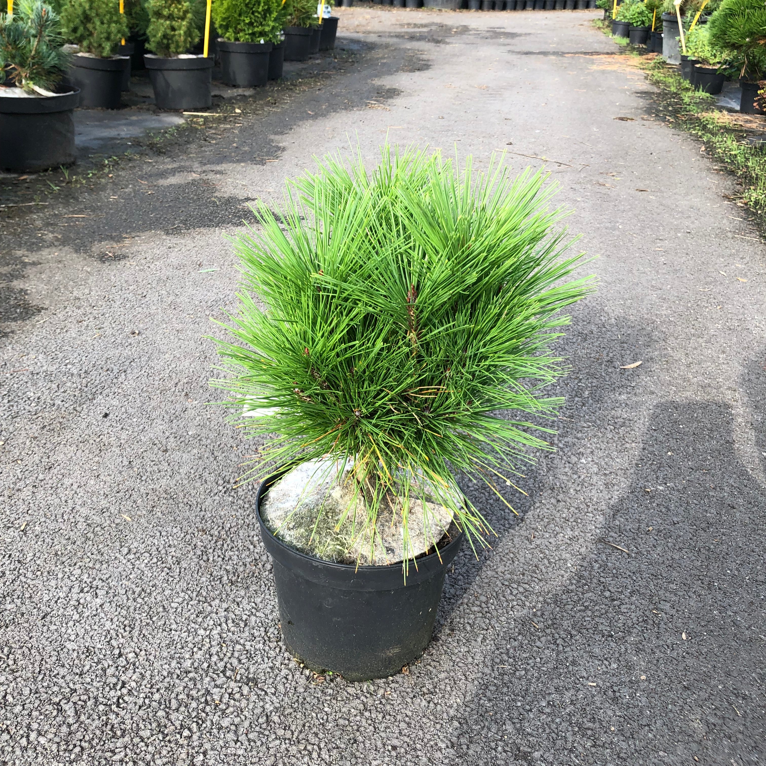 Pinus Densiflora Umbraculifera - Pin du Japon Nain - Volume 3L / 20-30cm