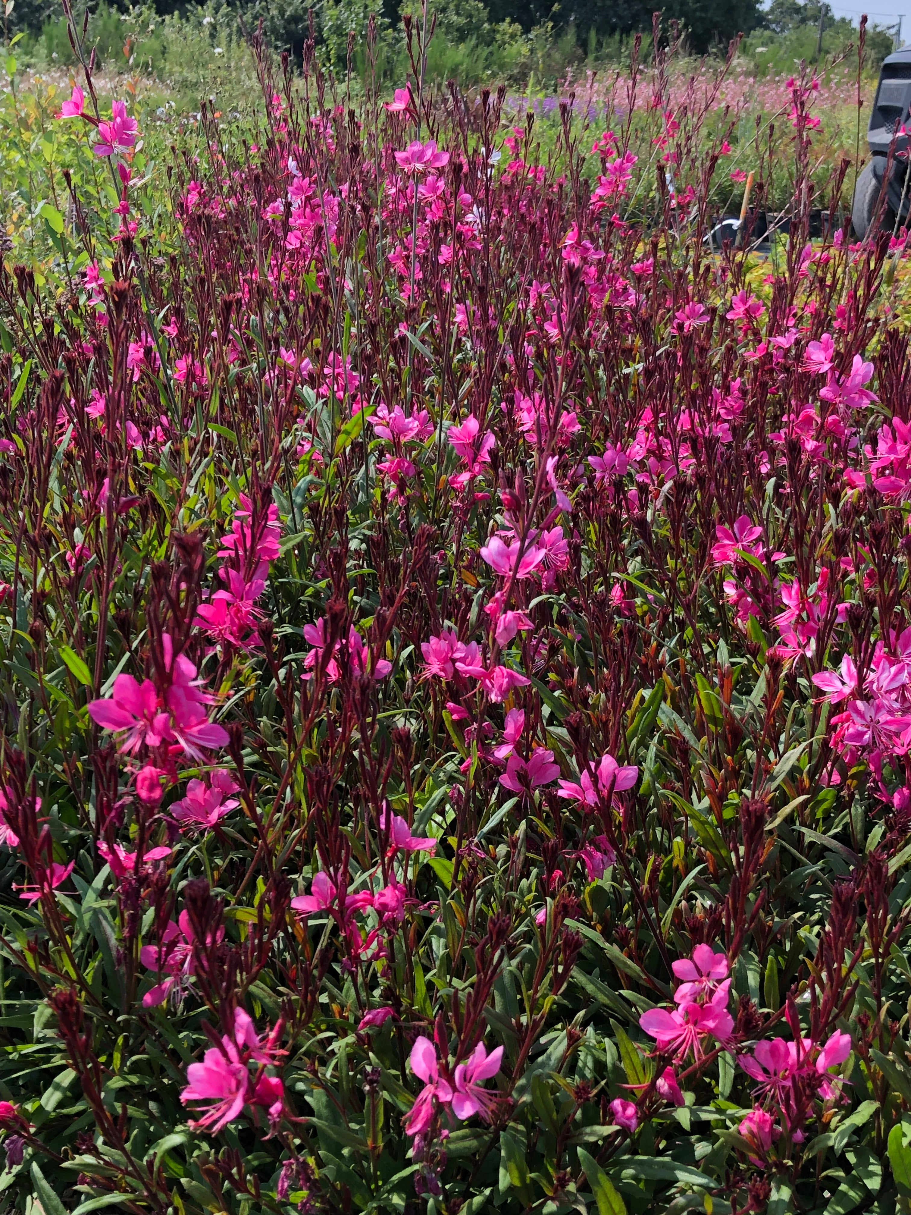 Gaura Red Color - Volume 3L / 30-40cm