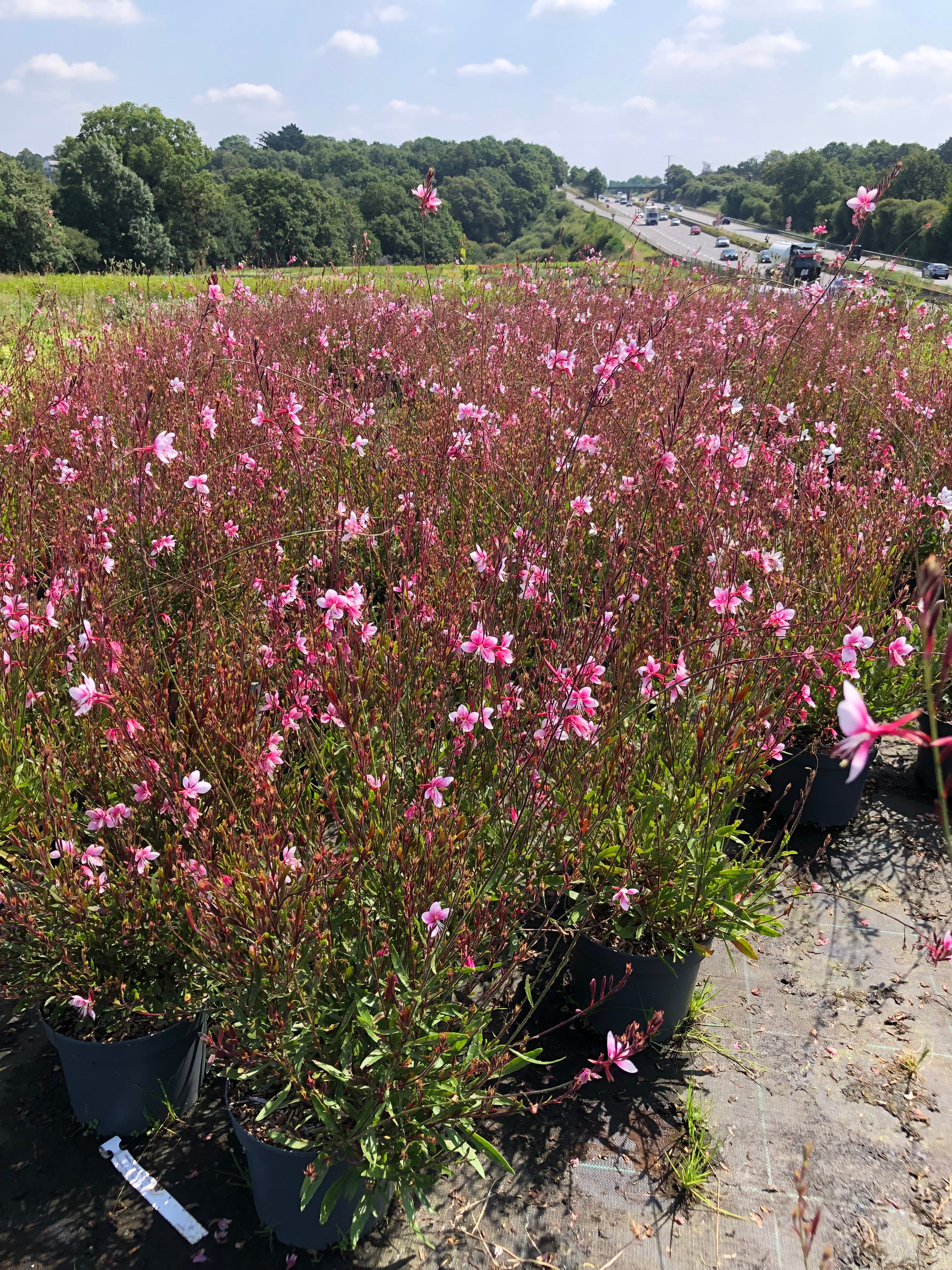 Gaura Lindheimeri Cherry Brandy