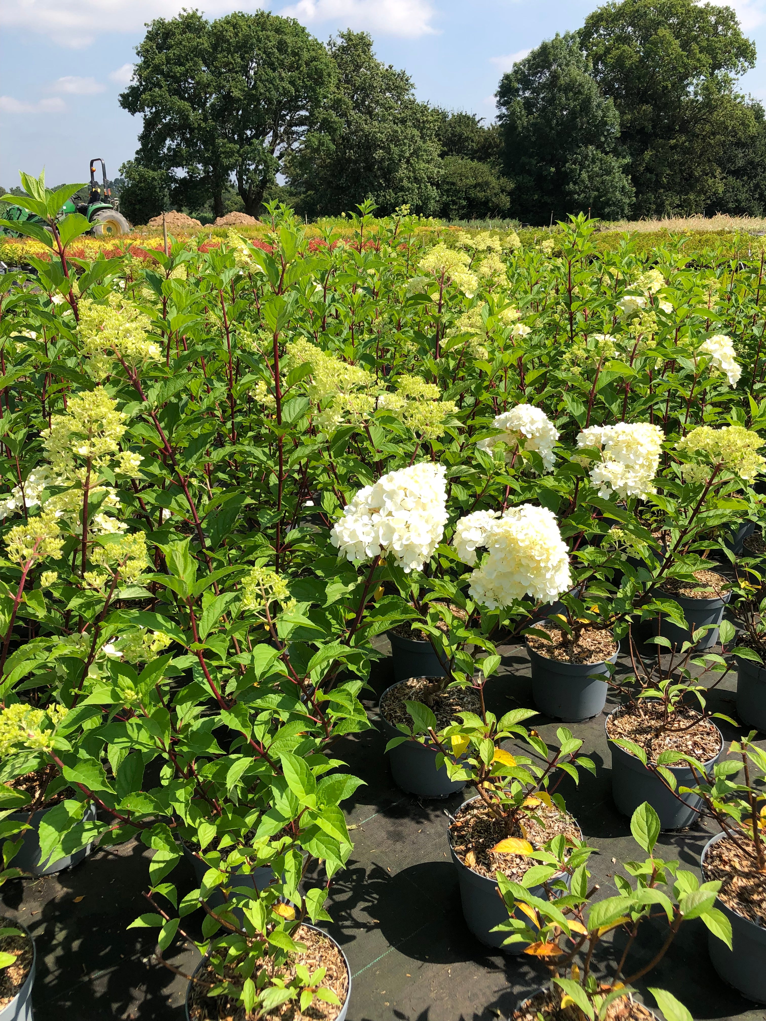 Hydrangea Paniculata Vanille Fraise