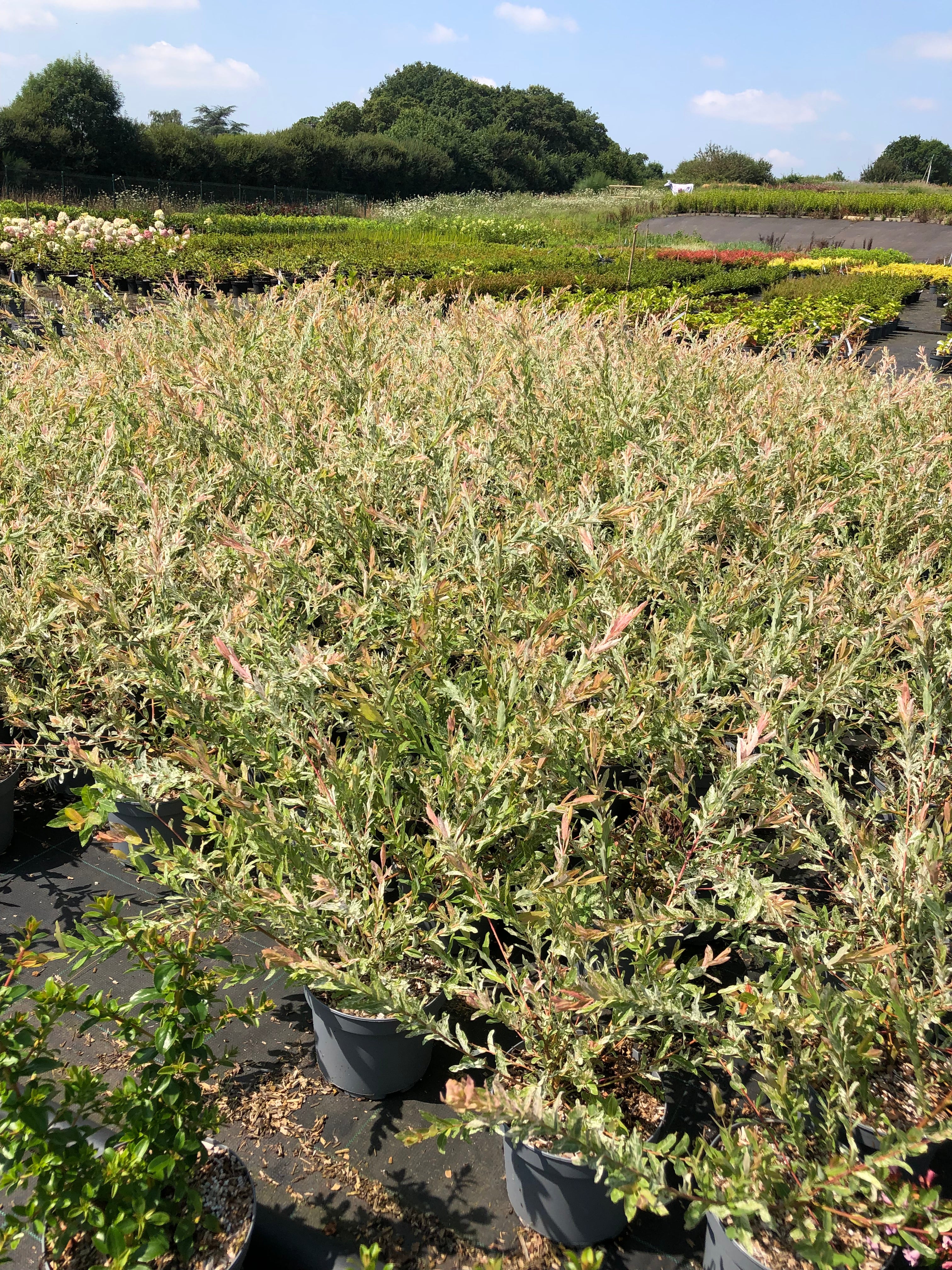 Salix Integra Hakuro Nishiki