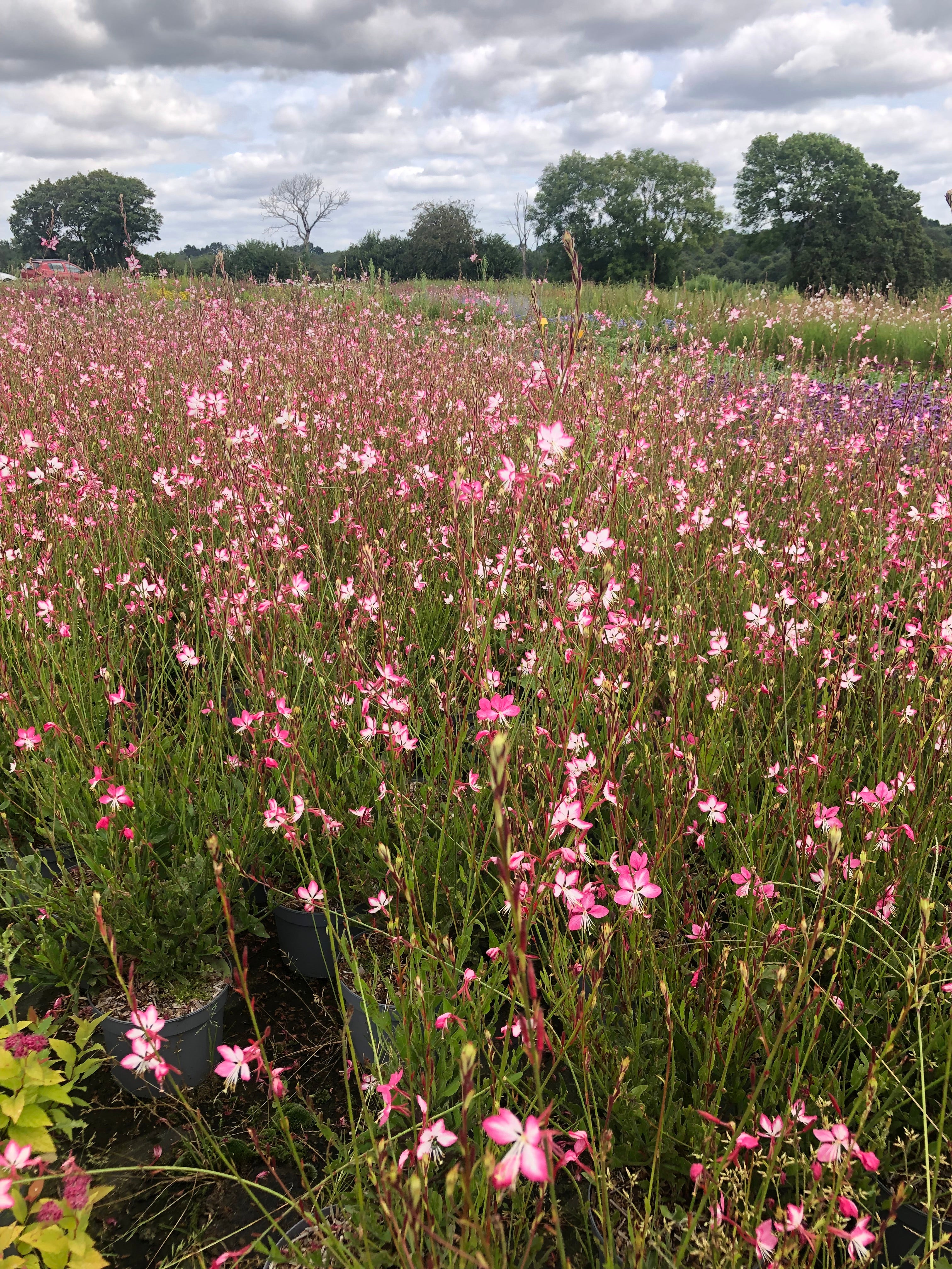 Gaura Lindheimeri Rosy Jane
