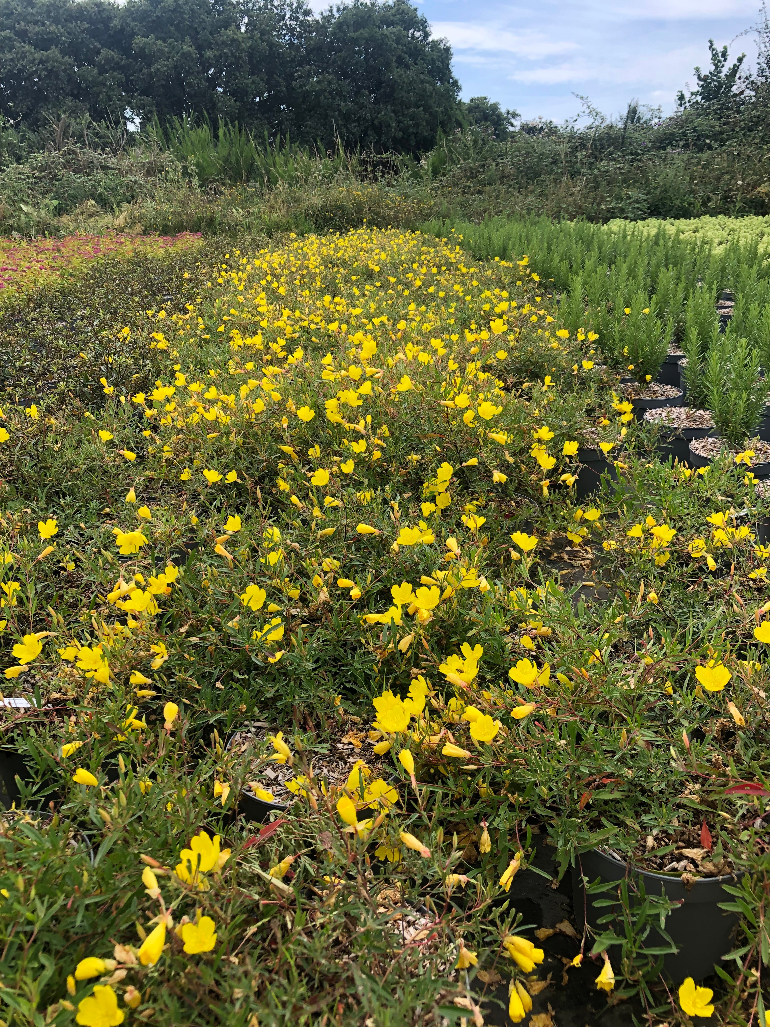 Oenothera African Sun