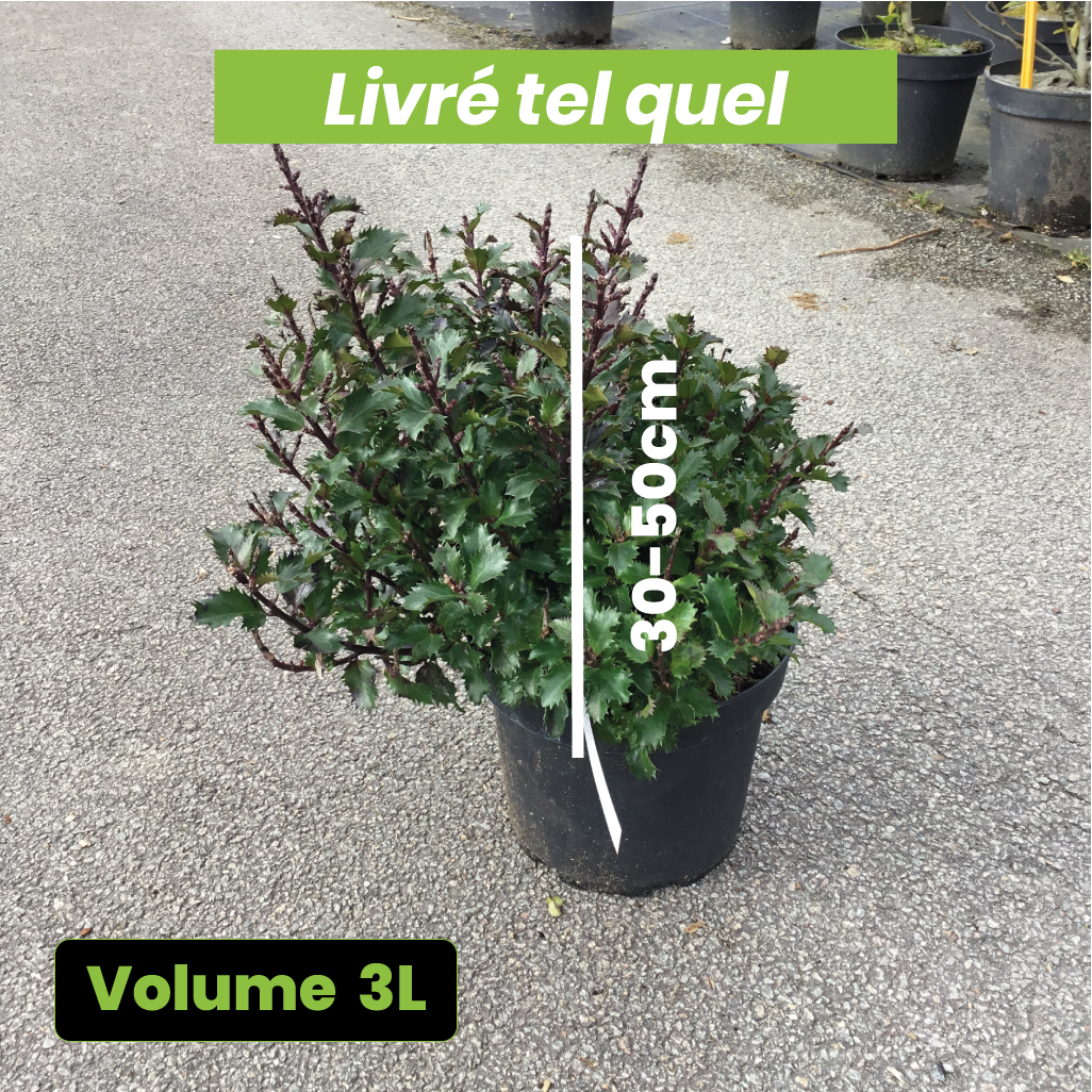 Ilex Meserveae Magical Little Rascal - Houx nain - Volume 3L / 30-50cm