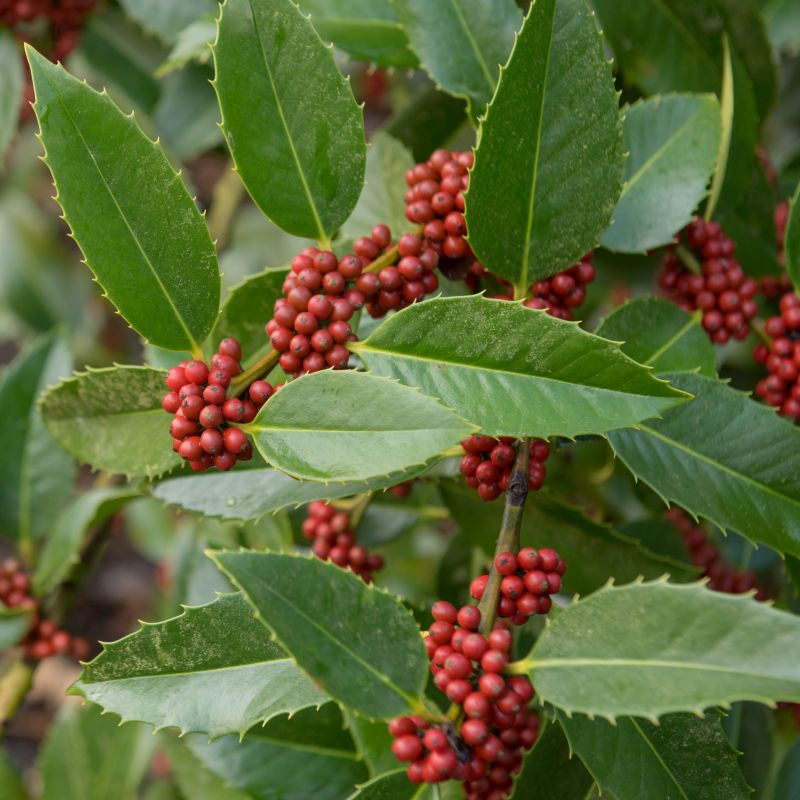 Ilex Aquifolium Castaneifolia - Houx à feuilles de châtaignier - Volume 3L / 30-50cm