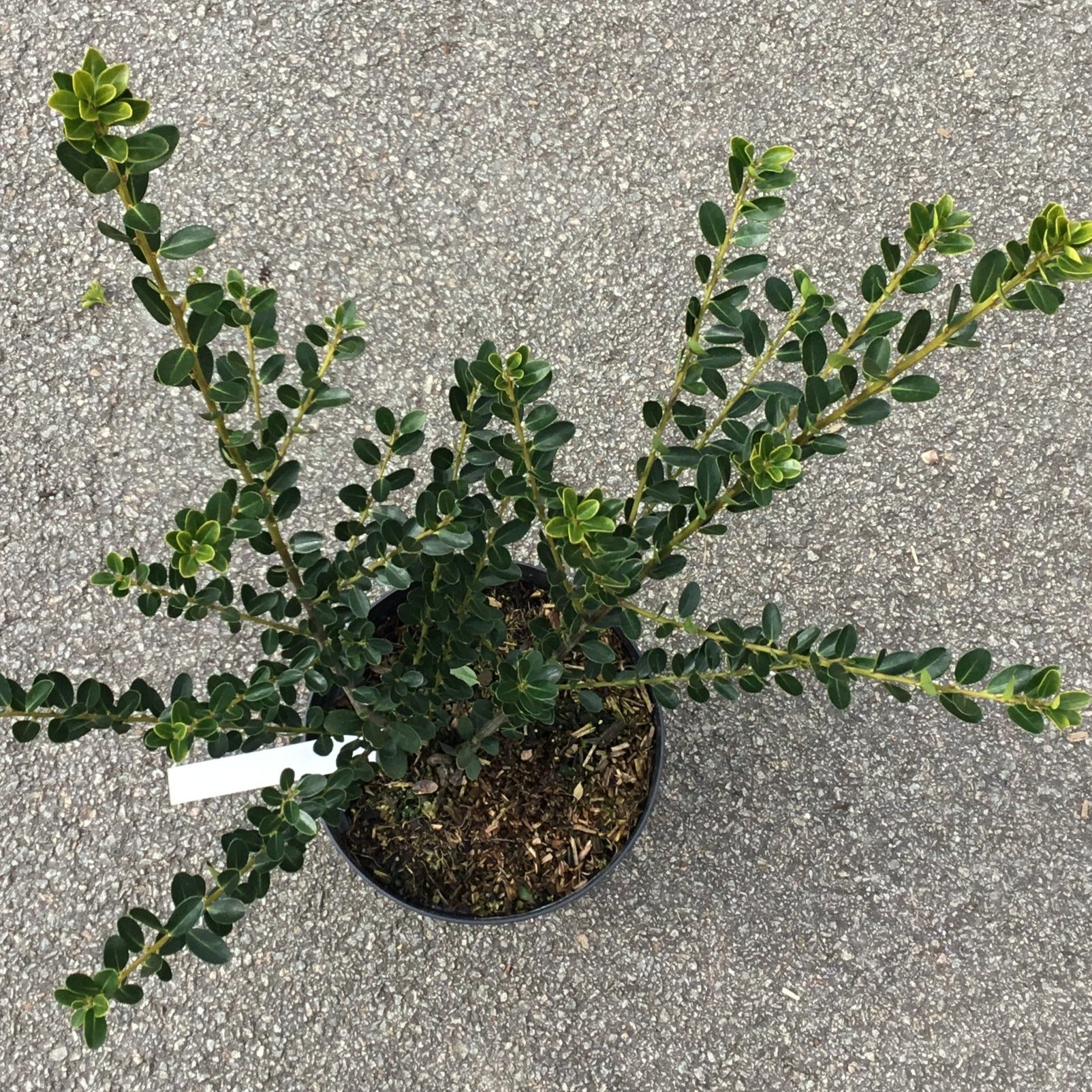 Ilex Crenata Green Edge - Houx crénelé - Volume 3L / 40-60cm